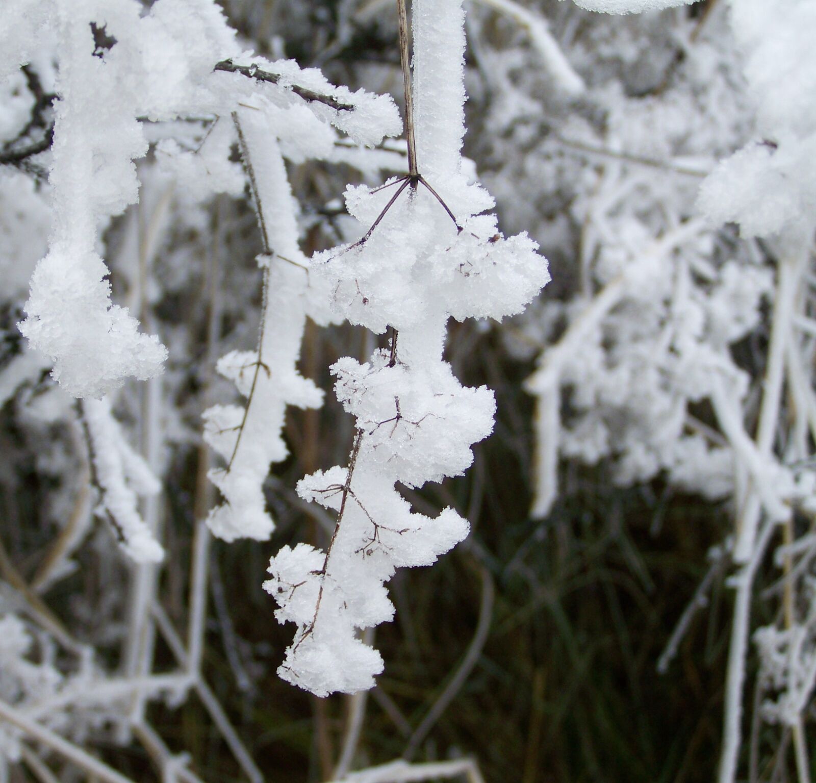 Kodak EASYSHARE ZD710 ZOOM DIGITAL CAMERA sample photo. Winter, d rlepte vegetation photography
