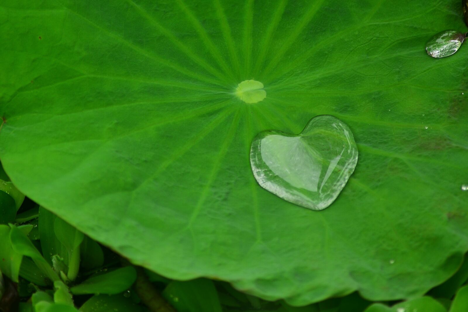 Nikon D750 sample photo. Lotus leaf, plant, aquatic photography