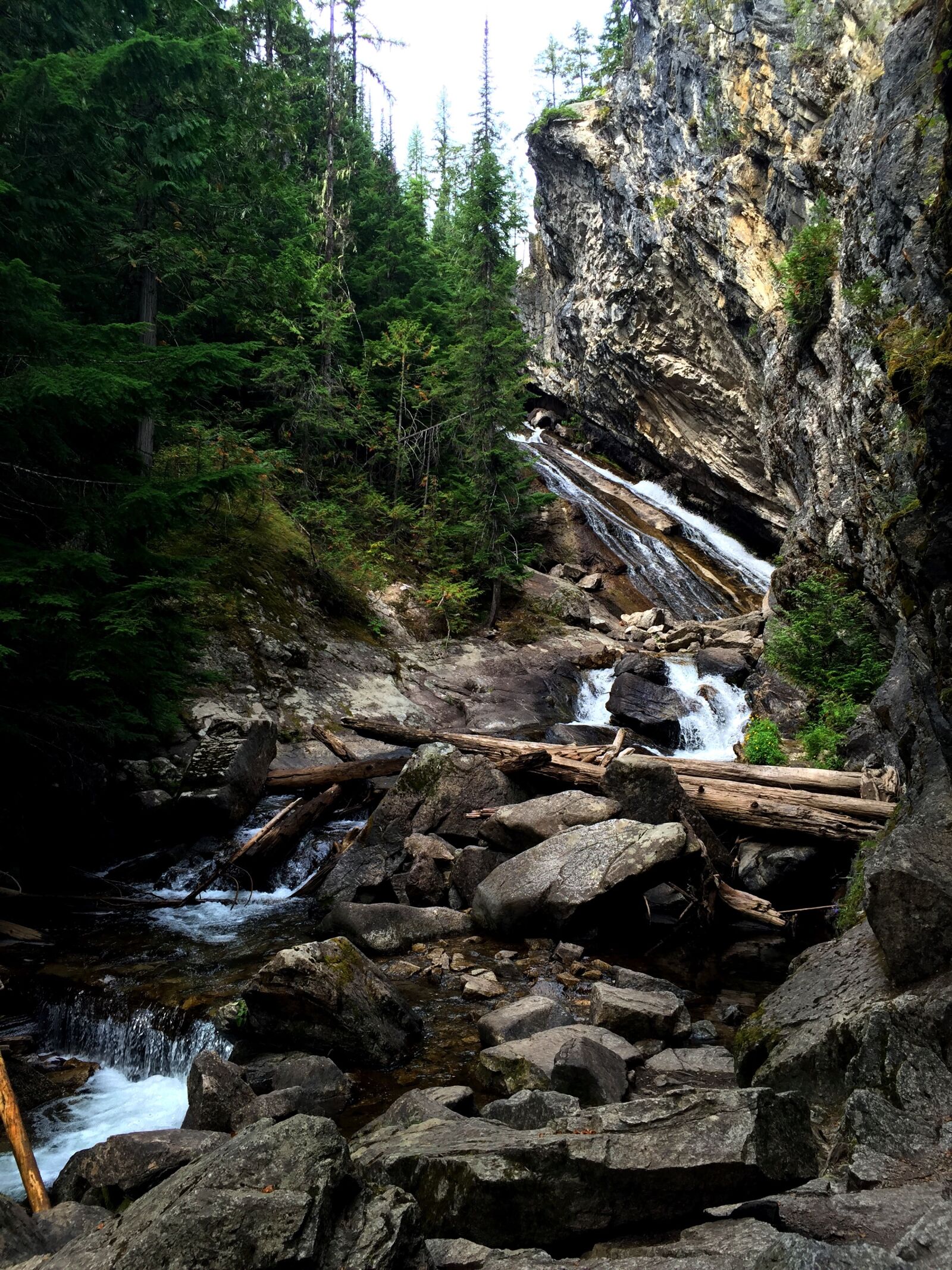 iPhone 6 Plus back camera 4.15mm f/2.2 sample photo. Granite falls, washington, cedars photography