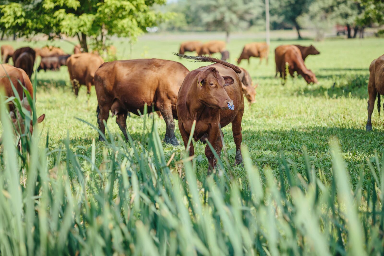 Canon EF 135mm F2L USM sample photo. Agriculture, bull, bull nose photography
