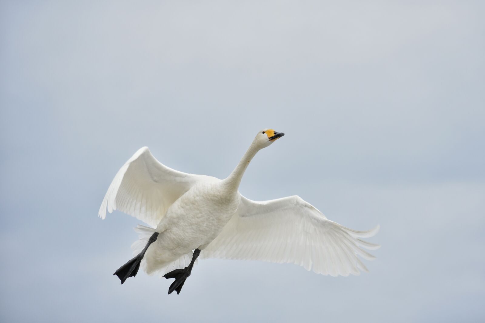 Nikon D7200 sample photo. Animal, sky, bird photography