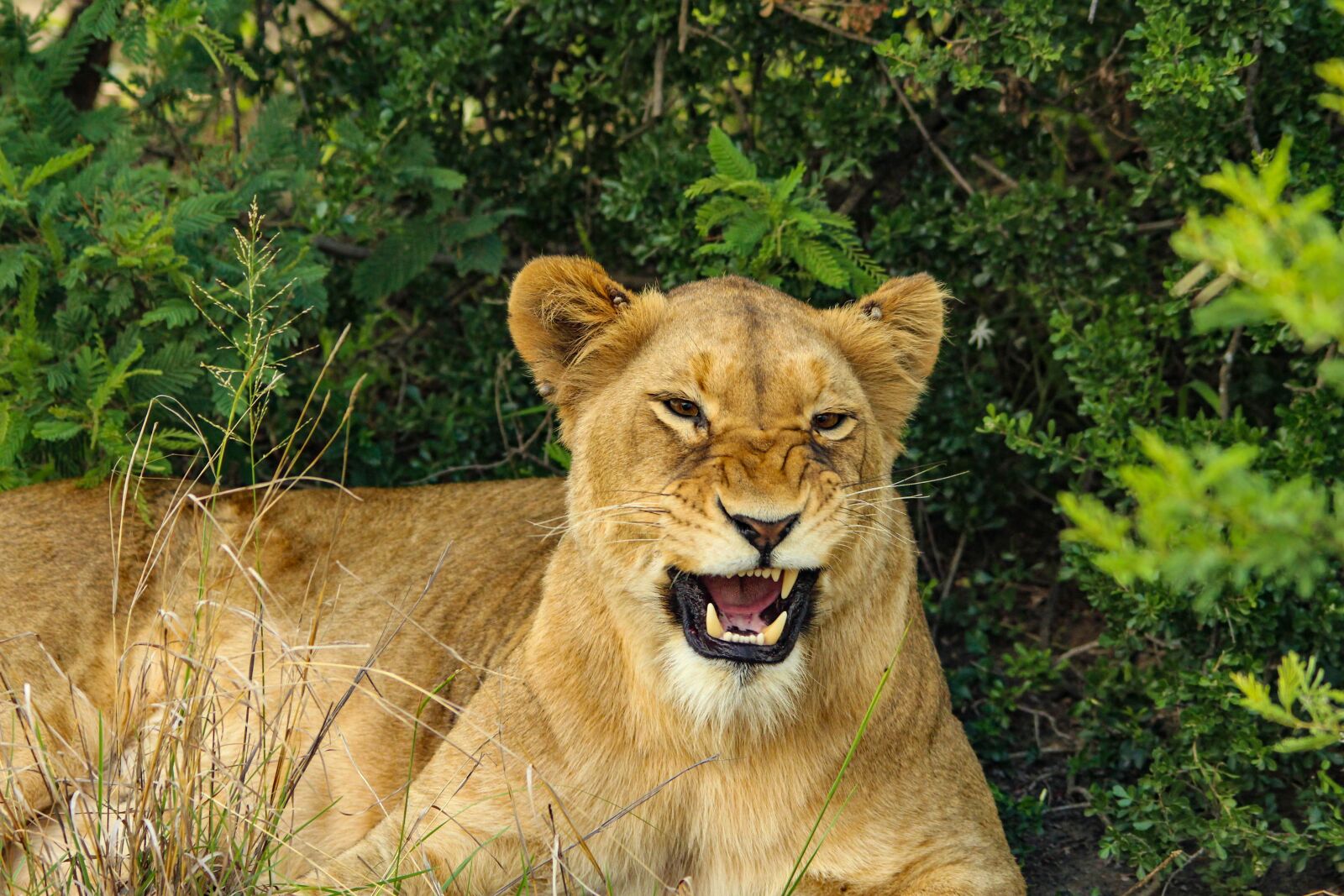 Canon EOS 100D (EOS Rebel SL1 / EOS Kiss X7) sample photo. Lion, growl, snarl photography