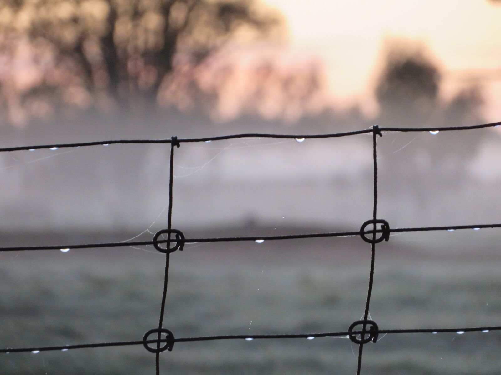 Canon PowerShot SX720 HS sample photo. Winter, wire, drop photography