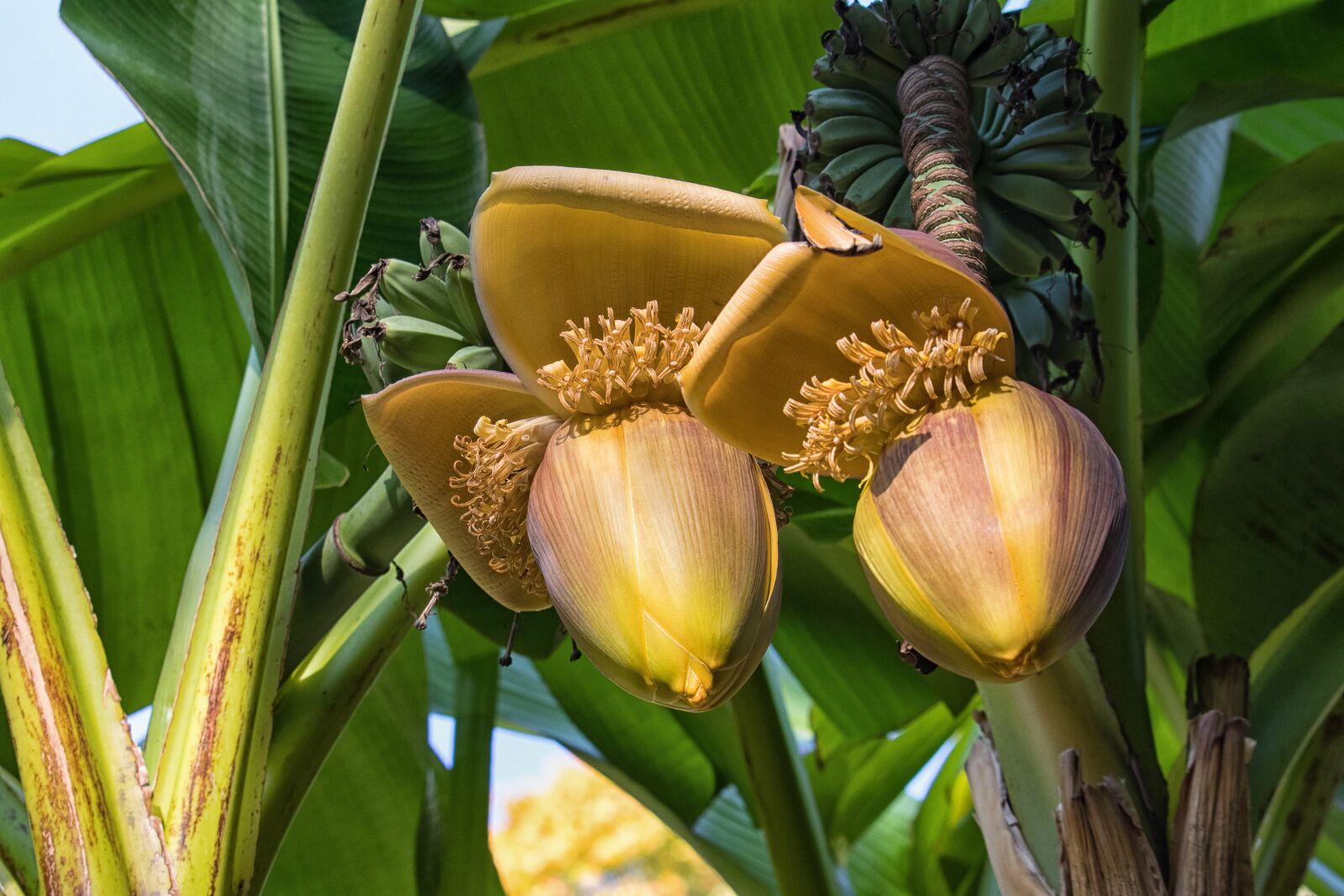 Canon EOS 80D sample photo. Banana flower, banana shrub photography