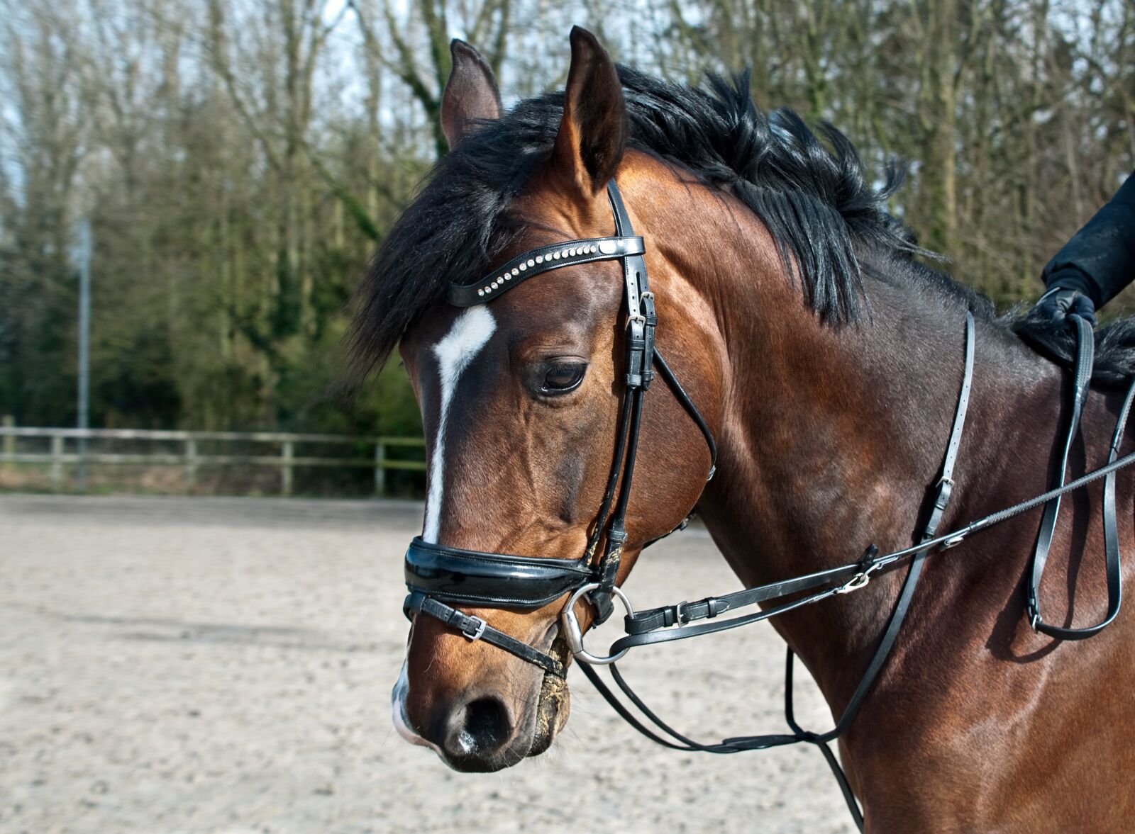 Nikon D300 sample photo. Horse, head, sun photography