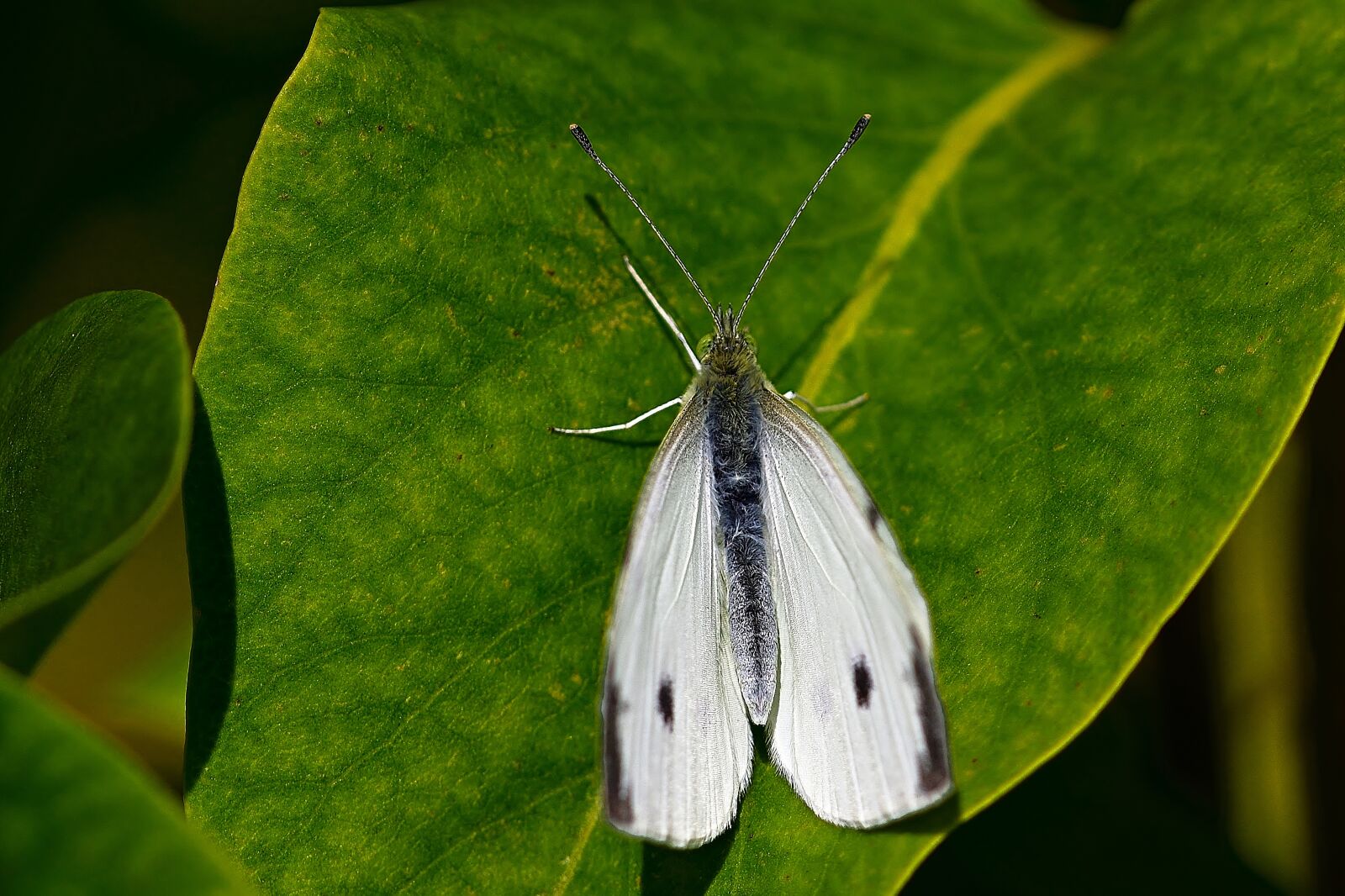 Nikon D5200 sample photo. Nature, butterfly, white photography