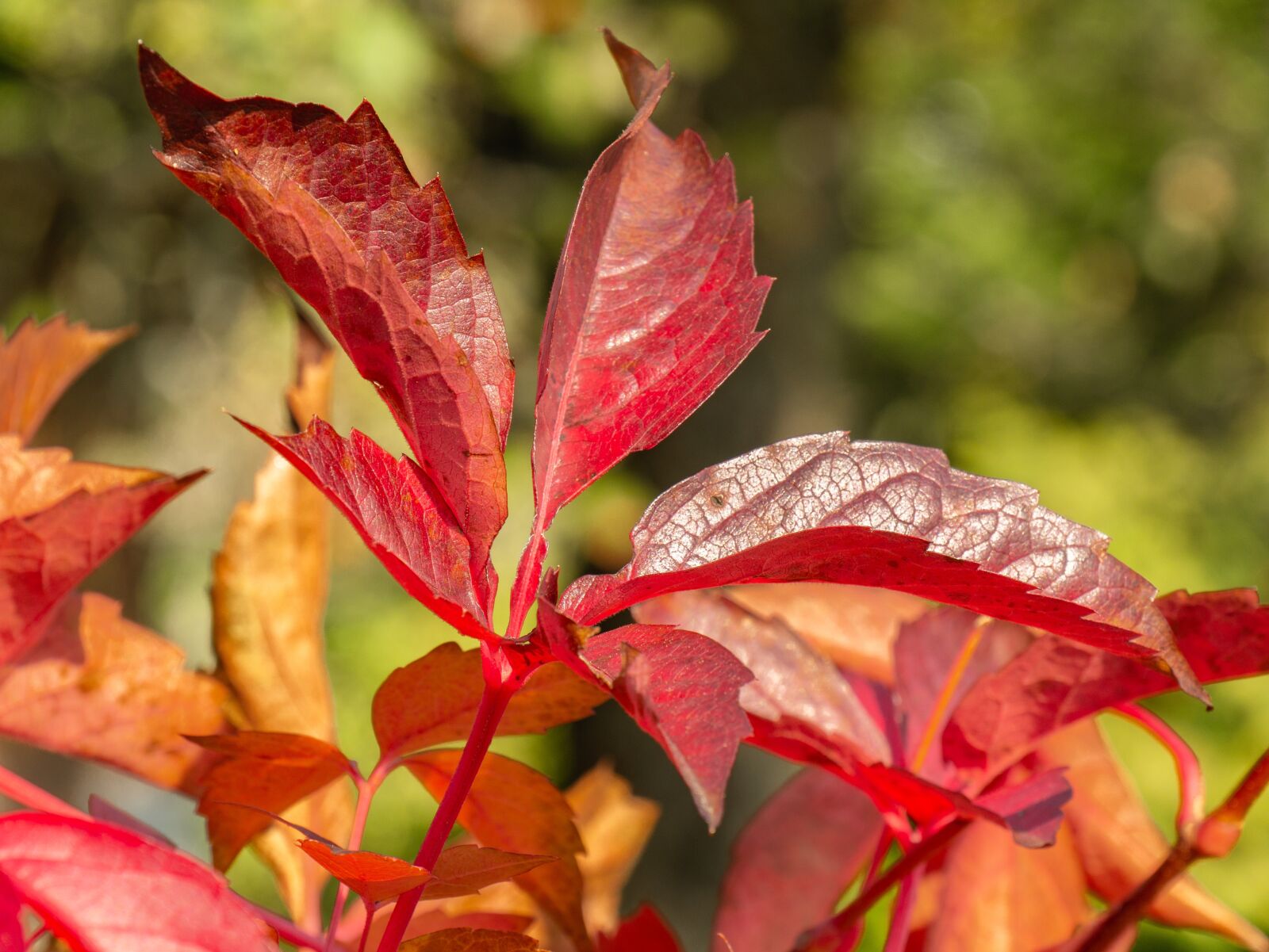 Panasonic DMC-G81 sample photo. Leaves, autumn mood, emerge photography