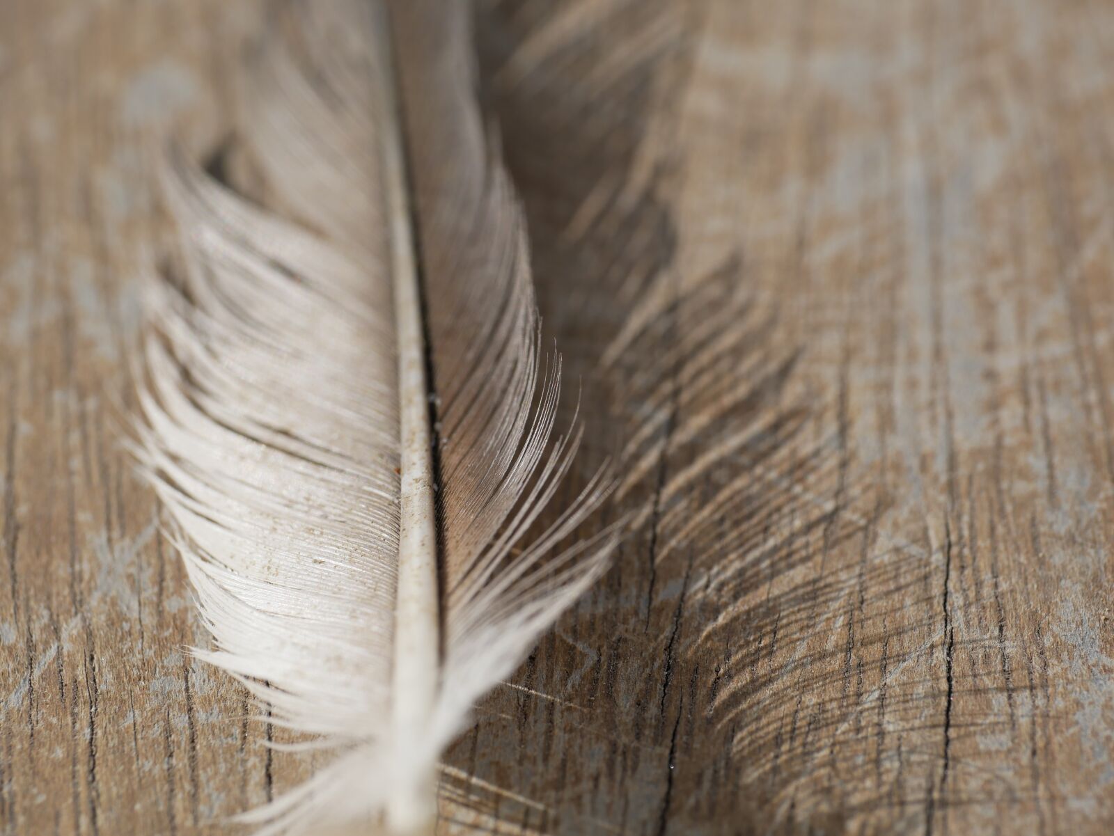 Panasonic DMC-G81 sample photo. Feather, background, wood photography
