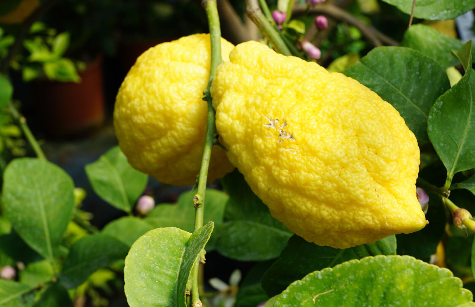 Sony ILCA-77M2 + Sony DT 16-50mm F2.8 SSM sample photo. Lemon tree, tree, italy photography