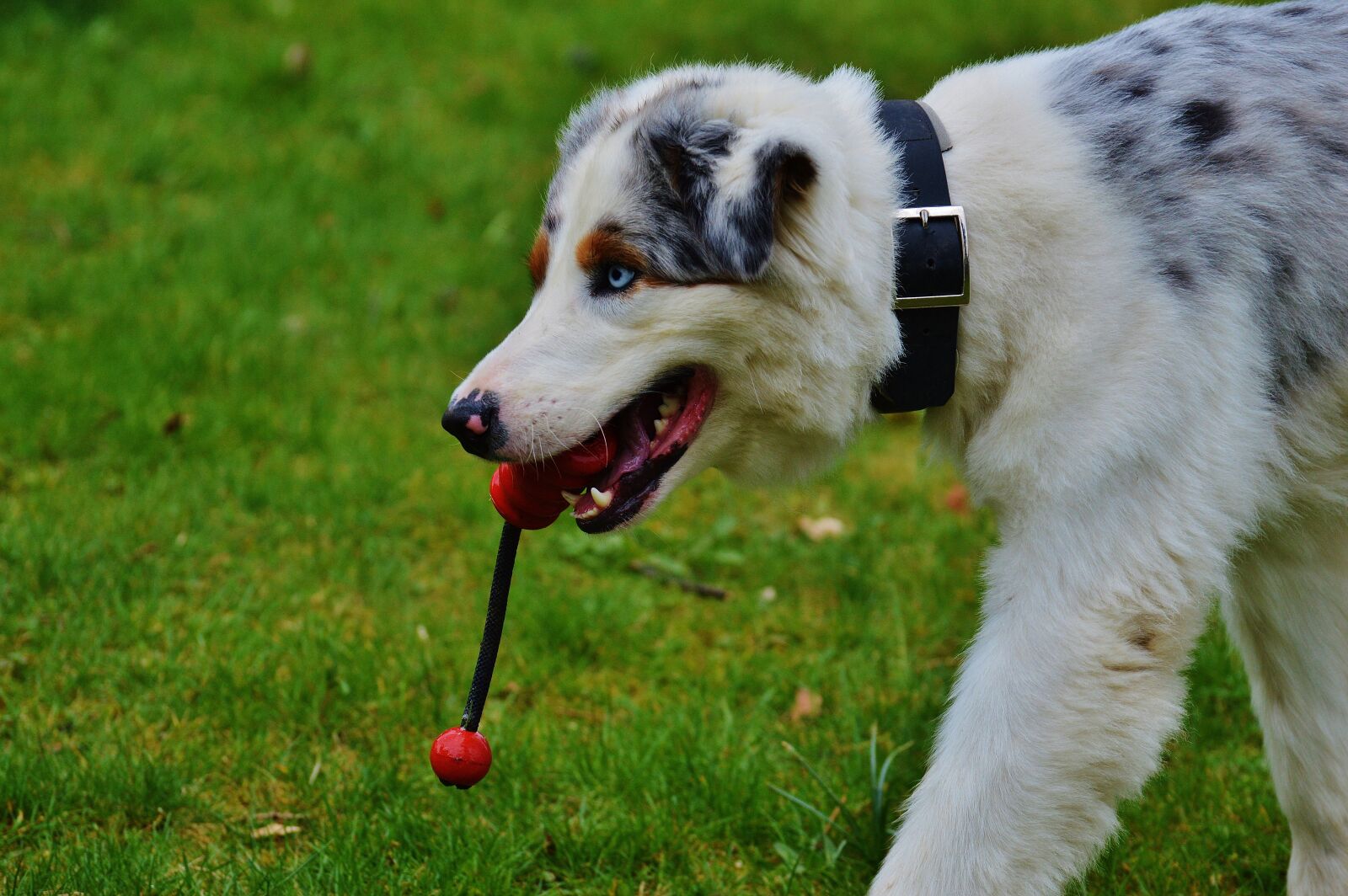 Nikon D3200 sample photo. Dog, play, meadow photography