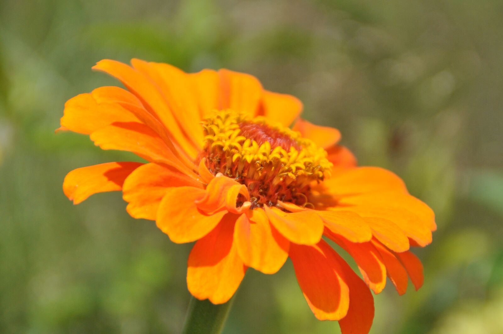 Nikon D5000 sample photo. Dahlia, orange, blossom photography