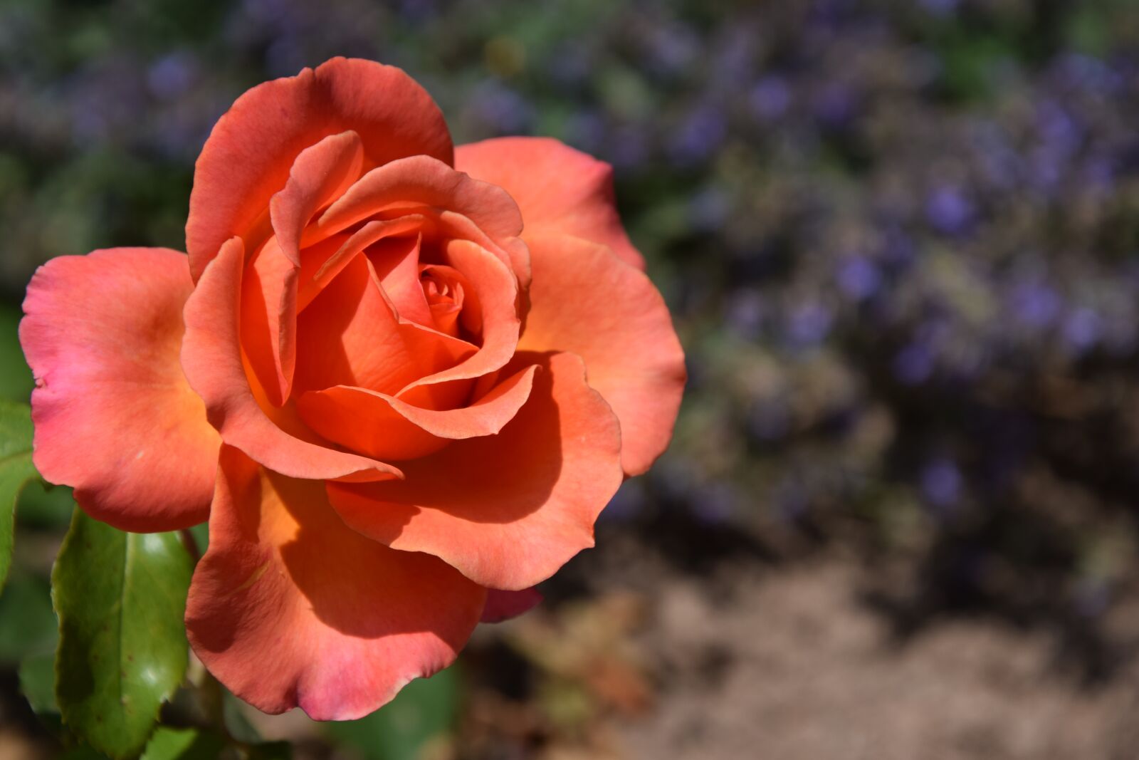 Nikon D5300 sample photo. Roses, flowers, leaves photography