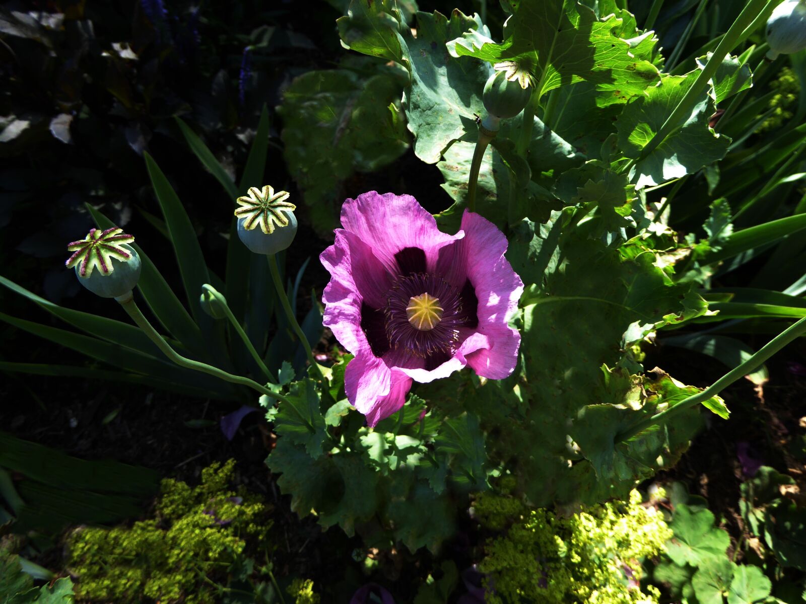 Panasonic DMC-TZ61 sample photo. Poppy, blossom, bloom photography