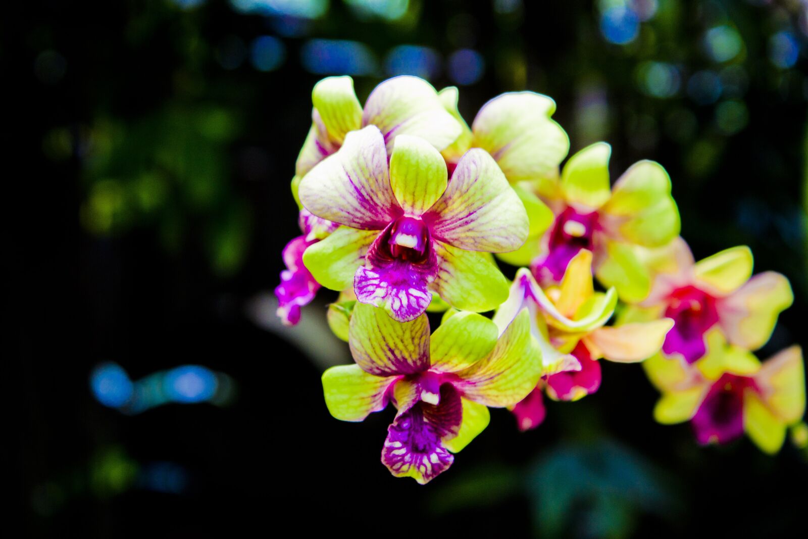 Canon EOS 1200D (EOS Rebel T5 / EOS Kiss X70 / EOS Hi) sample photo. Orchid, flower, beautiful photography