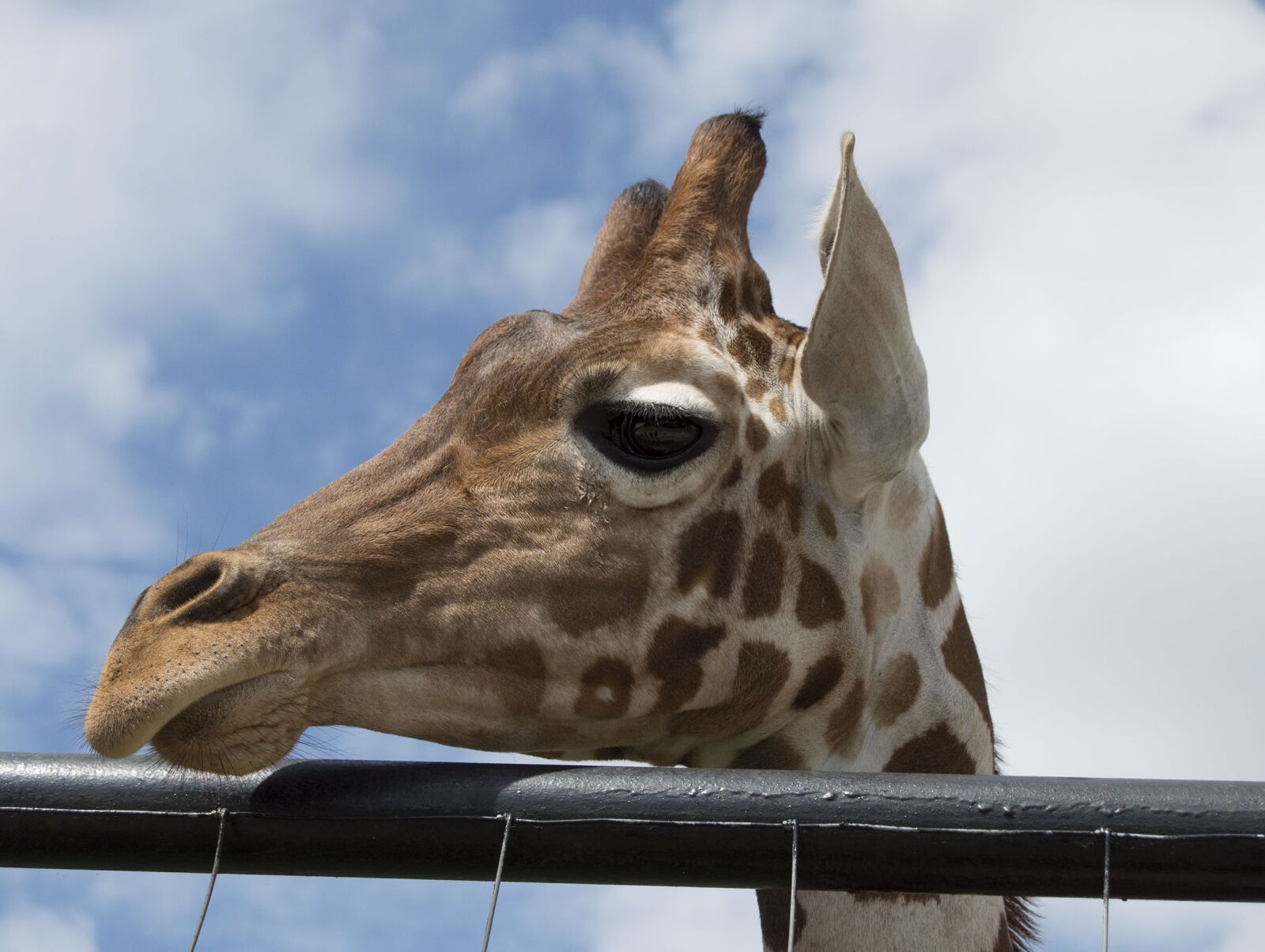Nikon D3200 sample photo. Wild animal, giraffe, wild photography