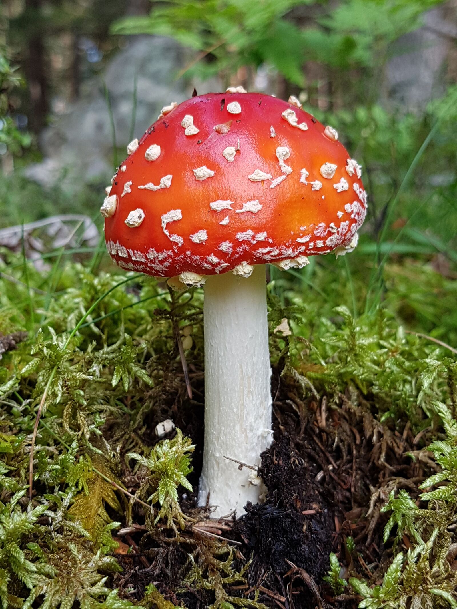 Samsung Galaxy S7 sample photo. Fly agaric, mushroom, autumn photography