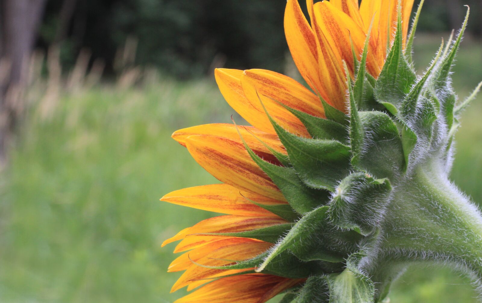 Canon EOS 500D (EOS Rebel T1i / EOS Kiss X3) sample photo. Sunflower, petals, head photography