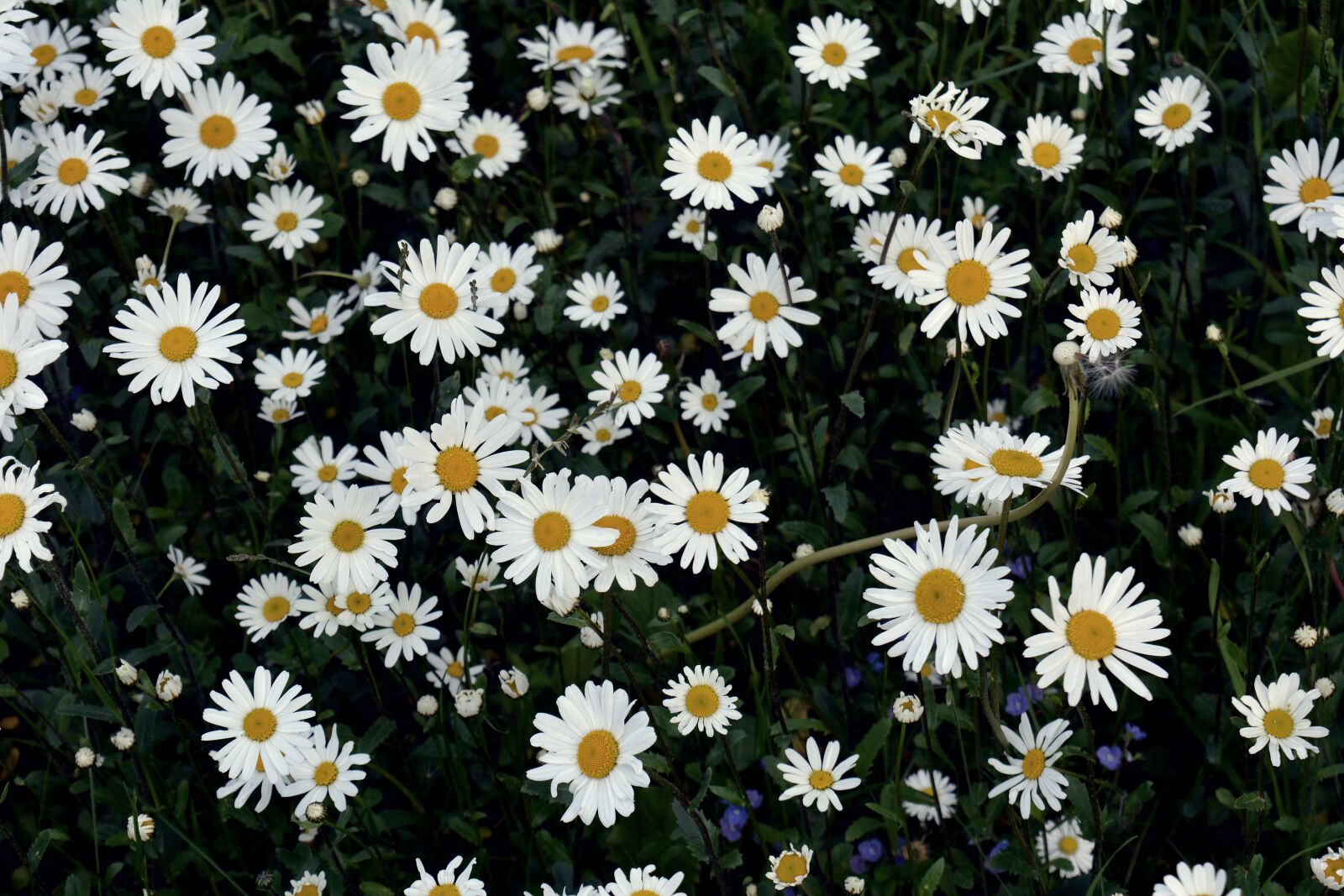 Nikon D5200 sample photo. Flowers, plants, grass photography