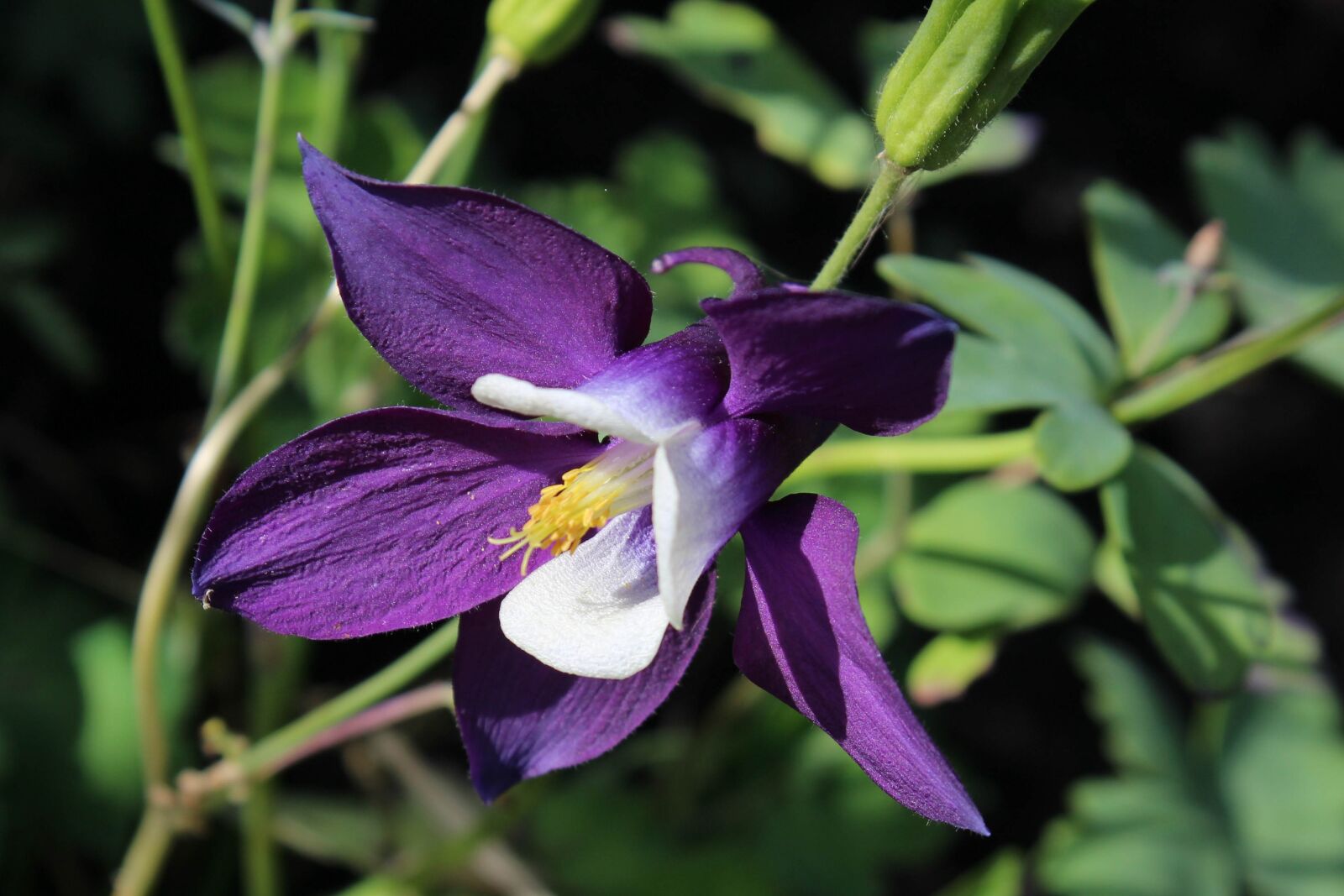 Canon EOS 1200D (EOS Rebel T5 / EOS Kiss X70 / EOS Hi) sample photo. Aquilegia, flower, bloom photography