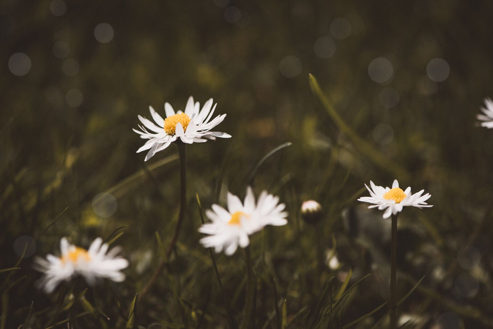 Nikon D750 sample photo. Daisy, white, white flower photography