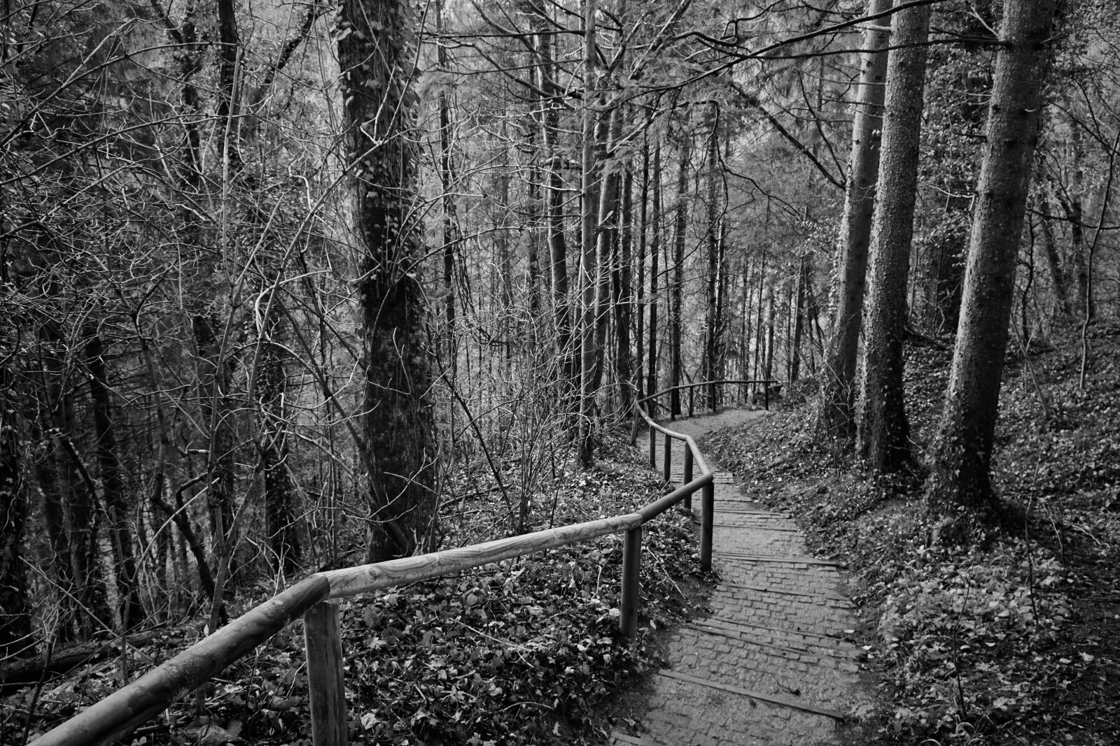 Sony a6000 + Sony E PZ 18-105mm F4 G OSS sample photo. Away, forest path, path photography