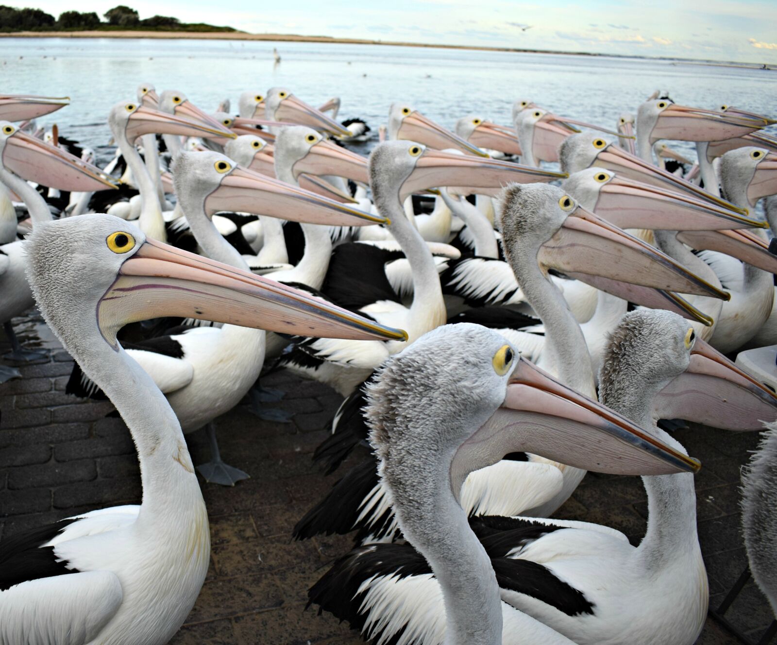 Nikon AF-P DX Nikkor 18-55mm F3.5-5.6G sample photo. Pelicans photography