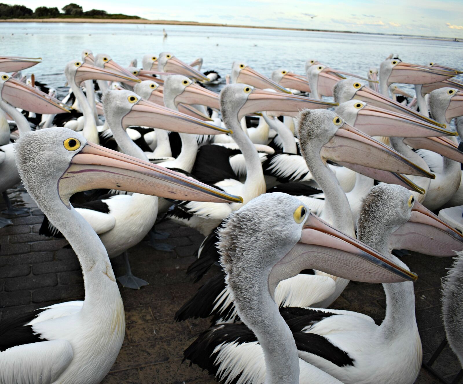 Nikon D3300 + Nikon AF-P DX Nikkor 18-55mm F3.5-5.6G sample photo. Pelicans photography