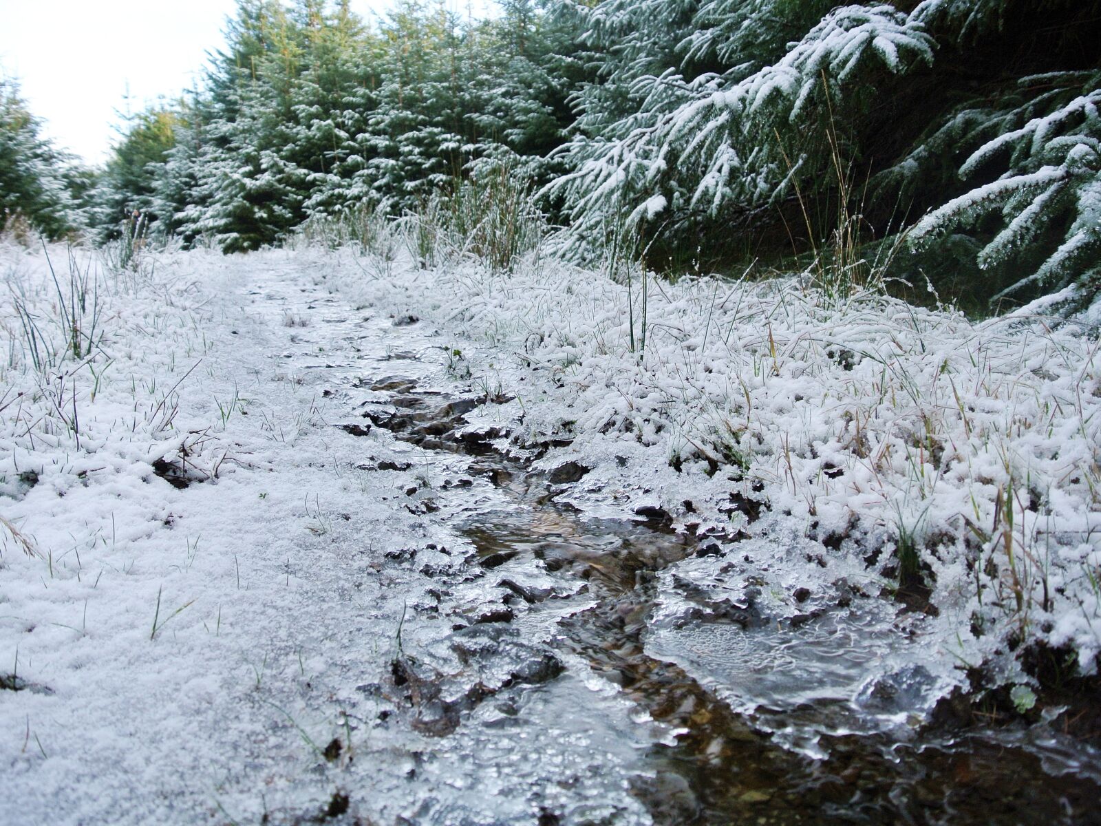 Nikon 1 J2 sample photo. Snow, forest, ice photography