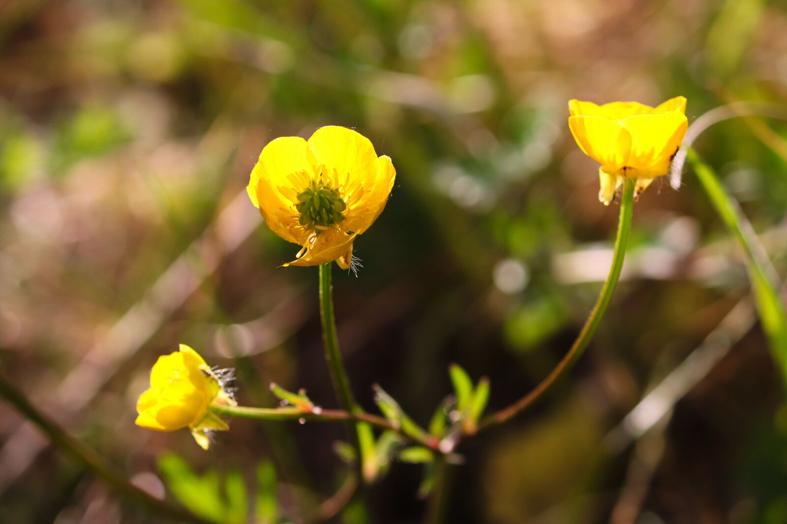Canon EOS 200D (EOS Rebel SL2 / EOS Kiss X9) sample photo. Buttercup, ranunculus, yellow photography