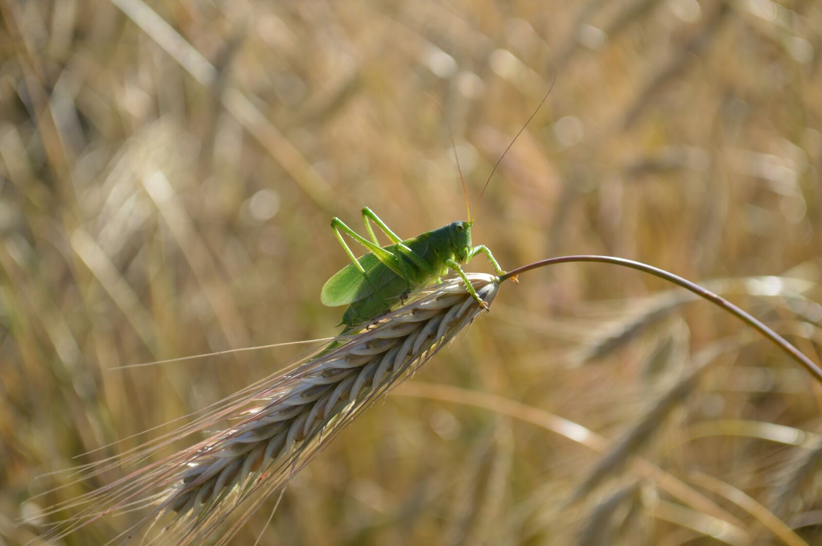Nikon D3200 sample photo. Grasshopper, insect, cereals photography
