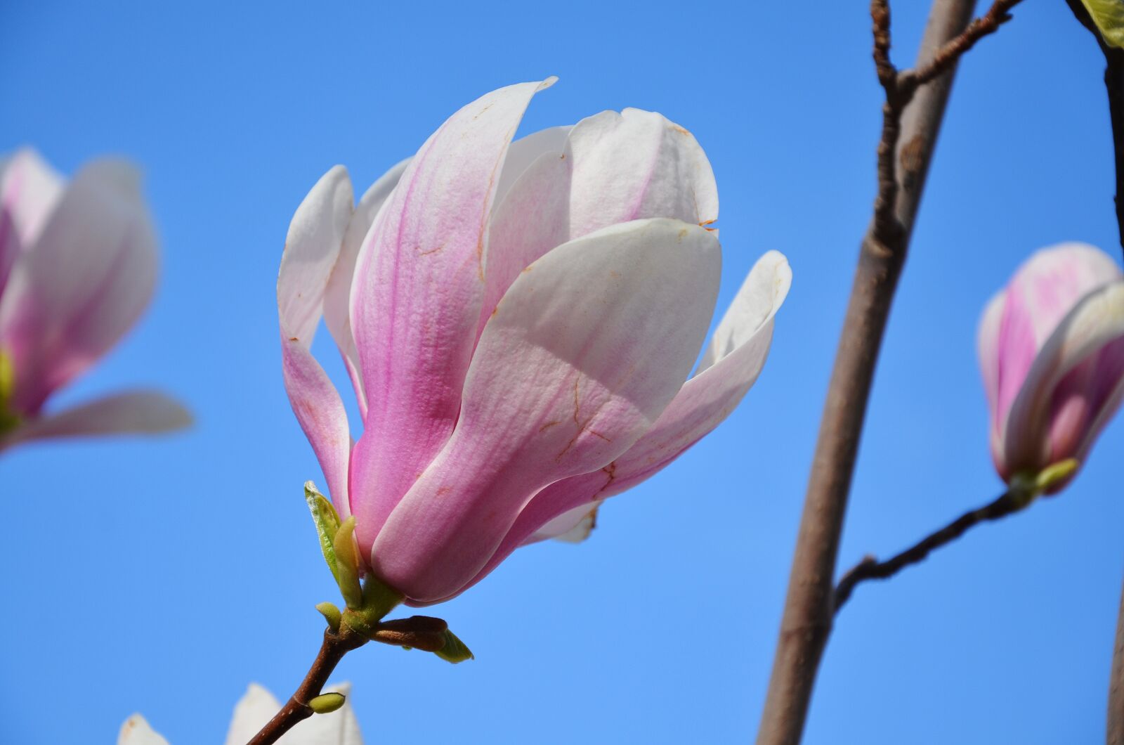 Nikon D7000 sample photo. Tags separated by cotree photography