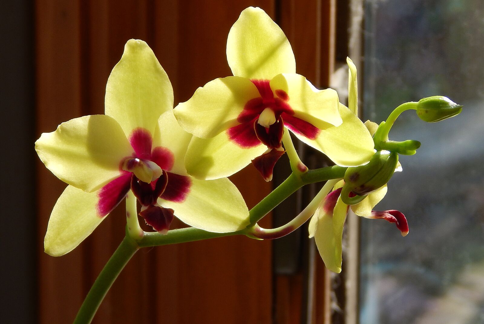 Nikon Coolpix L830 sample photo. Hybrid phalaenopsis with buds photography