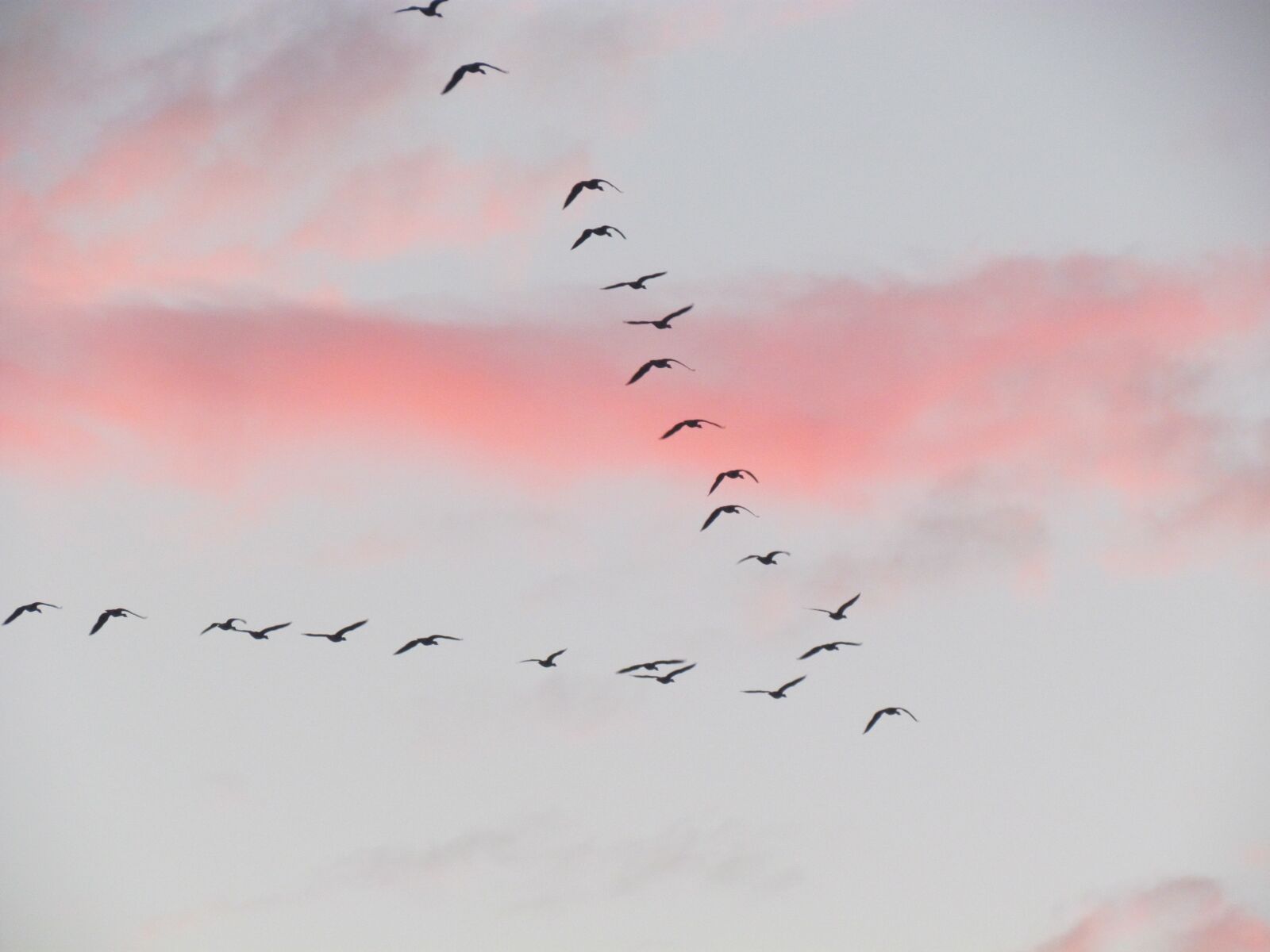 Canon PowerShot SX30 IS sample photo. Migration, bird, clouds photography