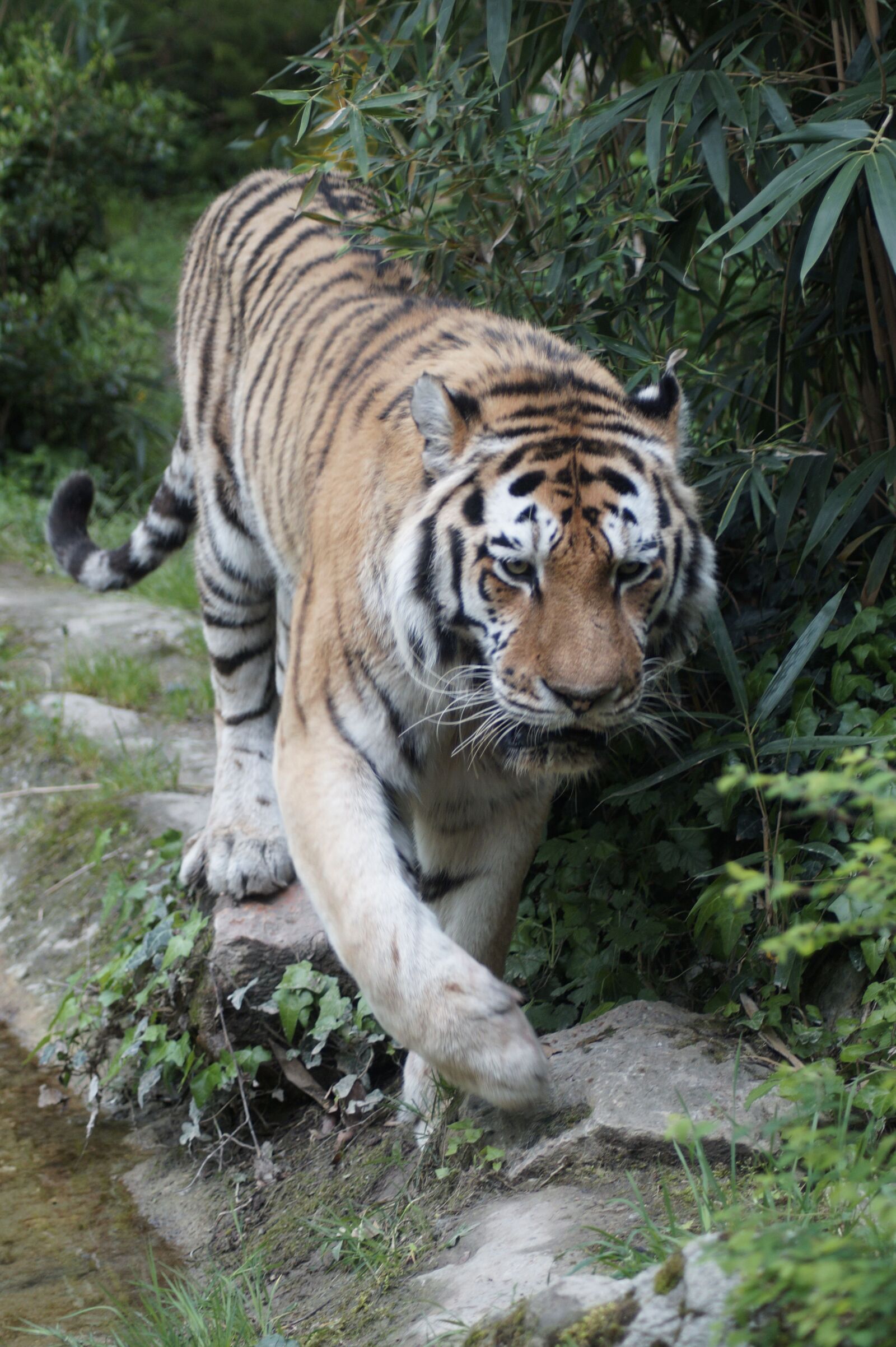 Sony SLT-A58 sample photo. Tiger, big cat, dangerous photography