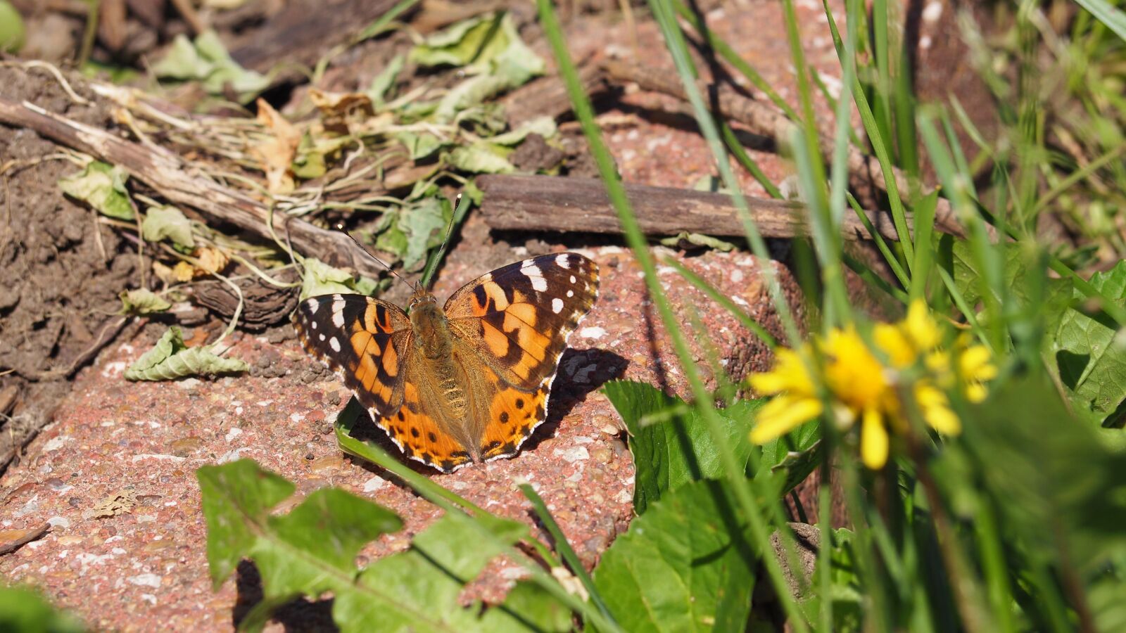 Olympus OM-D E-M10 II sample photo. Butterfly, scenic, garden photography