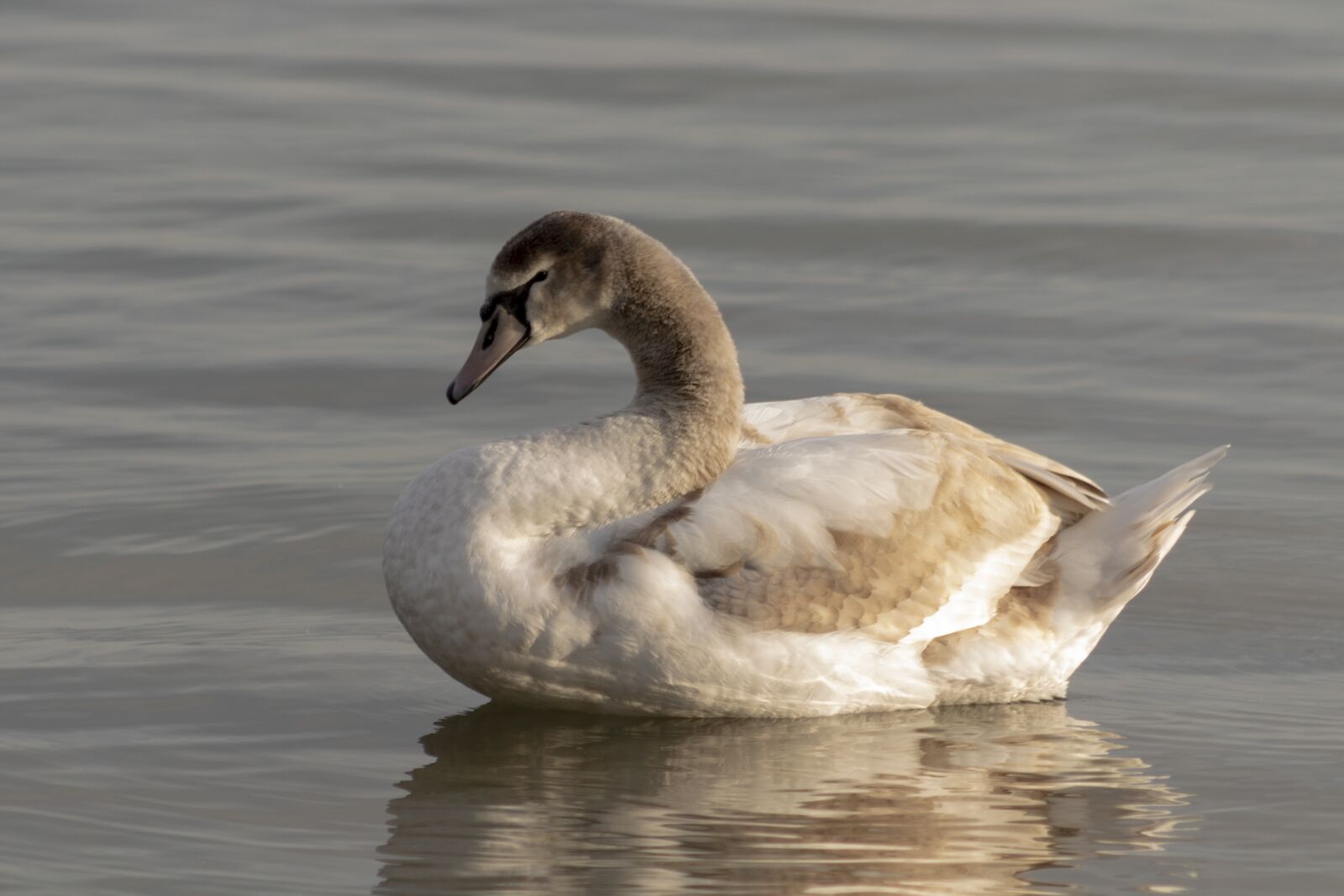 Canon EF75-300mm f/4-5.6 sample photo. Swan, cam, water bird photography