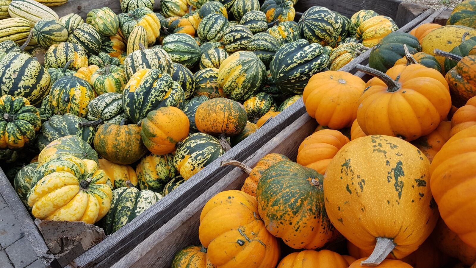 Samsung Galaxy S8 sample photo. Pumpkin, orange, green photography