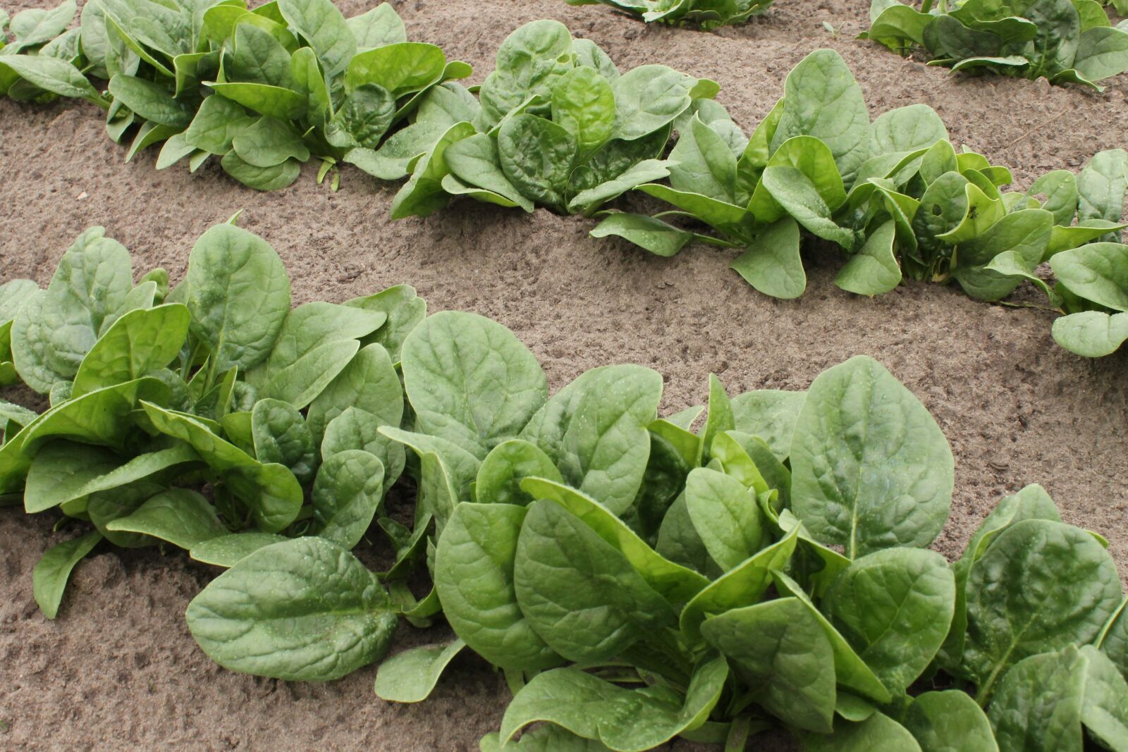 Canon EOS 1100D (EOS Rebel T3 / EOS Kiss X50) sample photo. Spinach, vegetable patch, garden photography