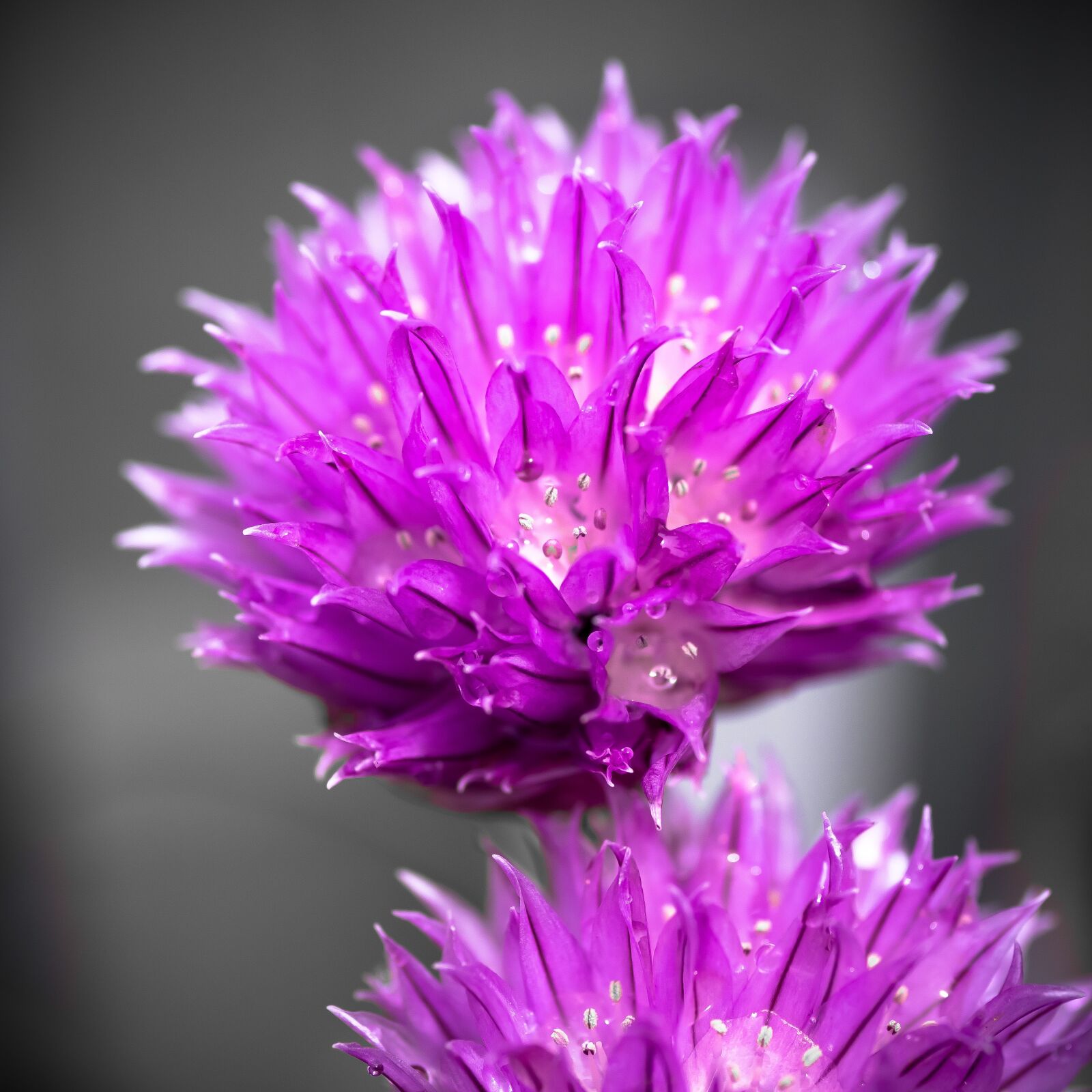 Olympus PEN E-PL9 sample photo. Chives, inflorescence, purple photography