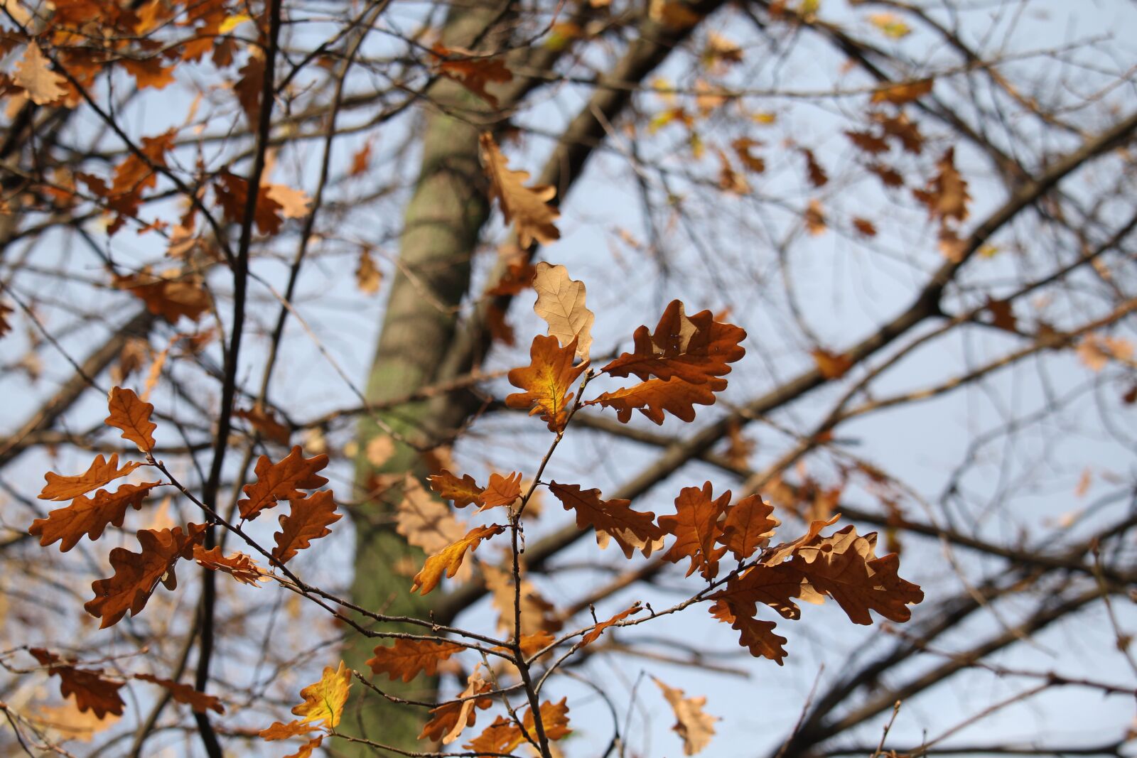 Canon EOS 1200D (EOS Rebel T5 / EOS Kiss X70 / EOS Hi) sample photo. Sheet, autumn, leaves photography