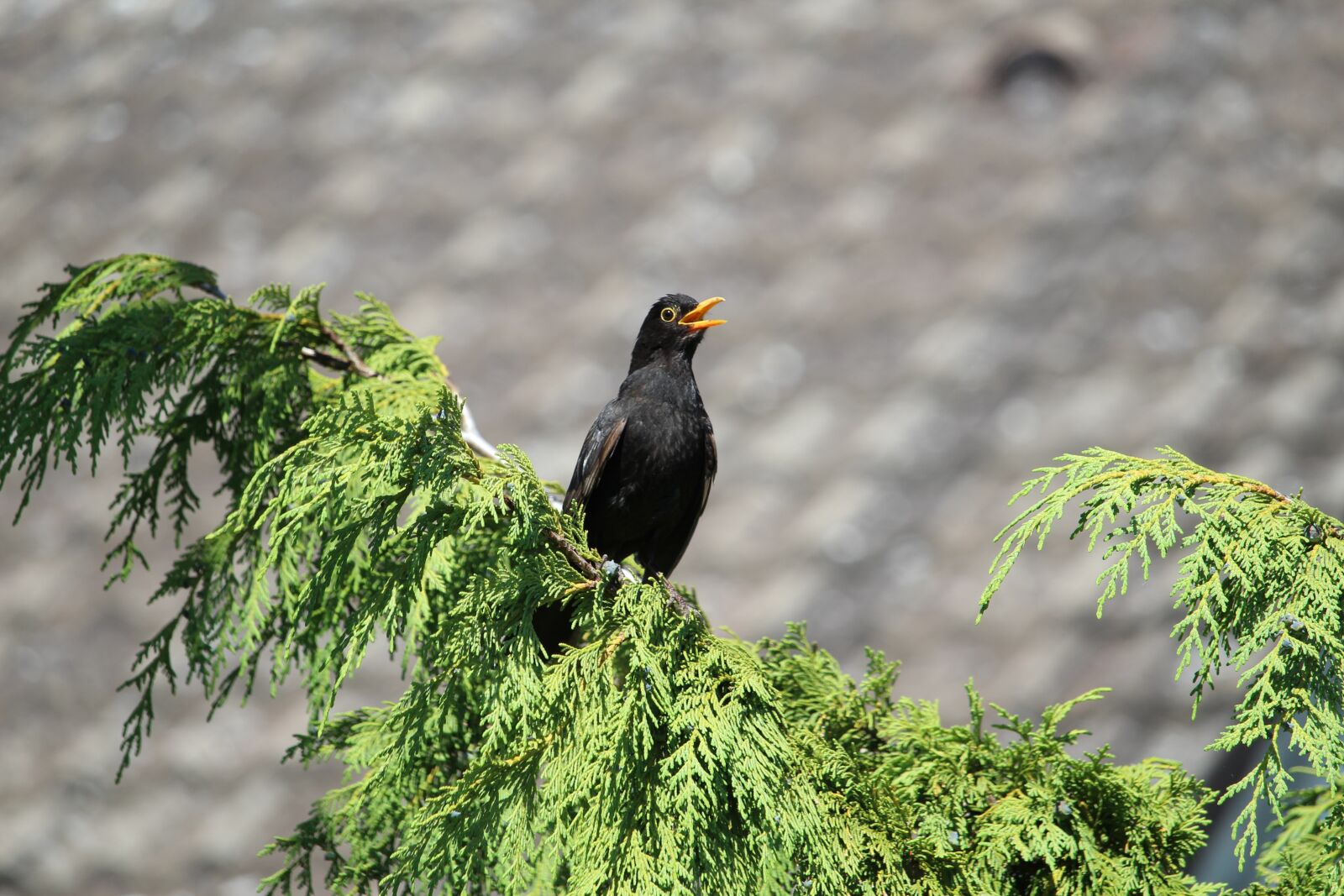 Canon EF-S 55-250mm F4-5.6 IS STM sample photo. Blackbird, true, bird photography