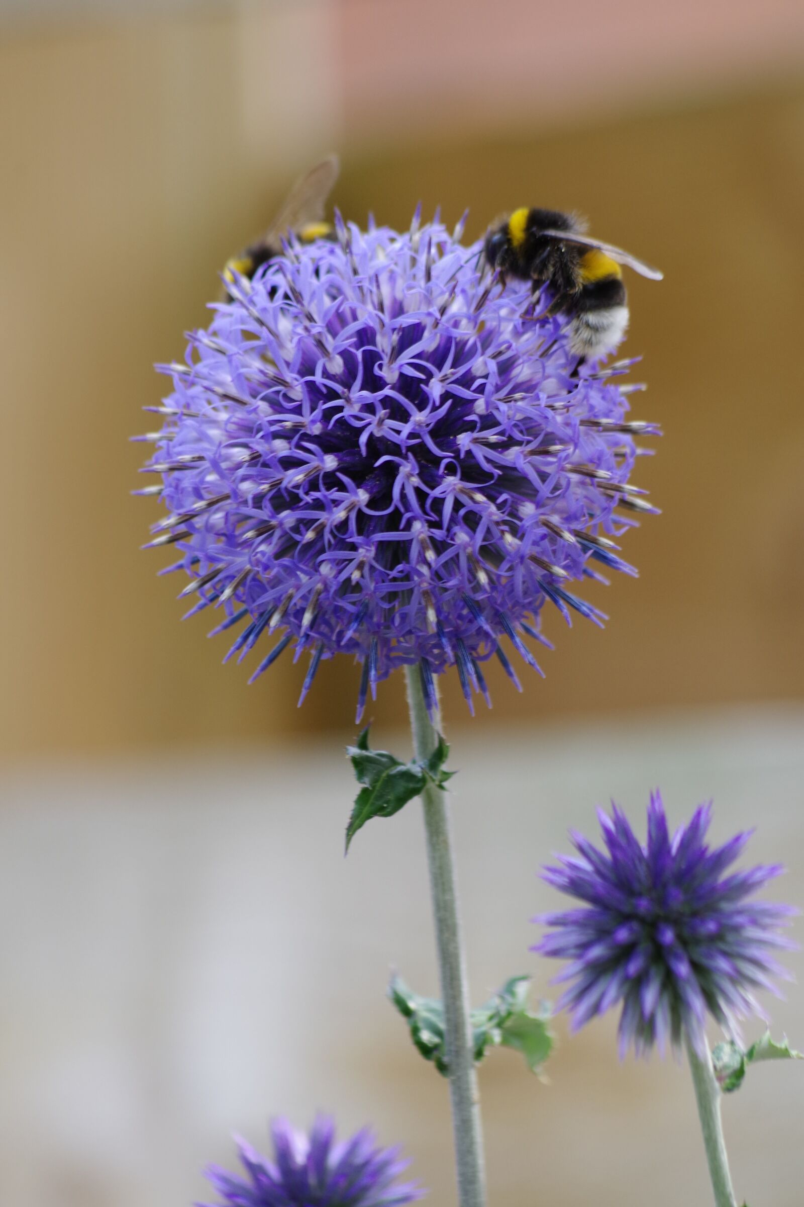 Pentax K-S2 sample photo. Thistle, bee, nature photography