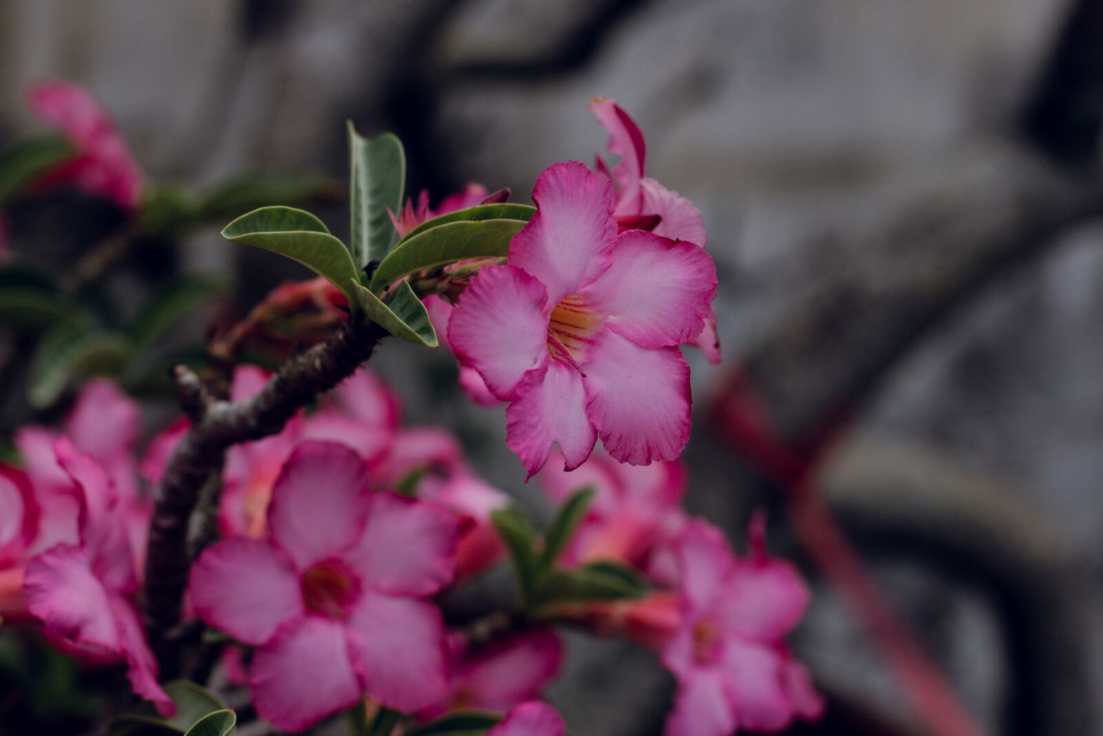 Canon EOS 700D (EOS Rebel T5i / EOS Kiss X7i) + Canon EF 50mm F1.8 STM sample photo. Invited to visit, flower photography
