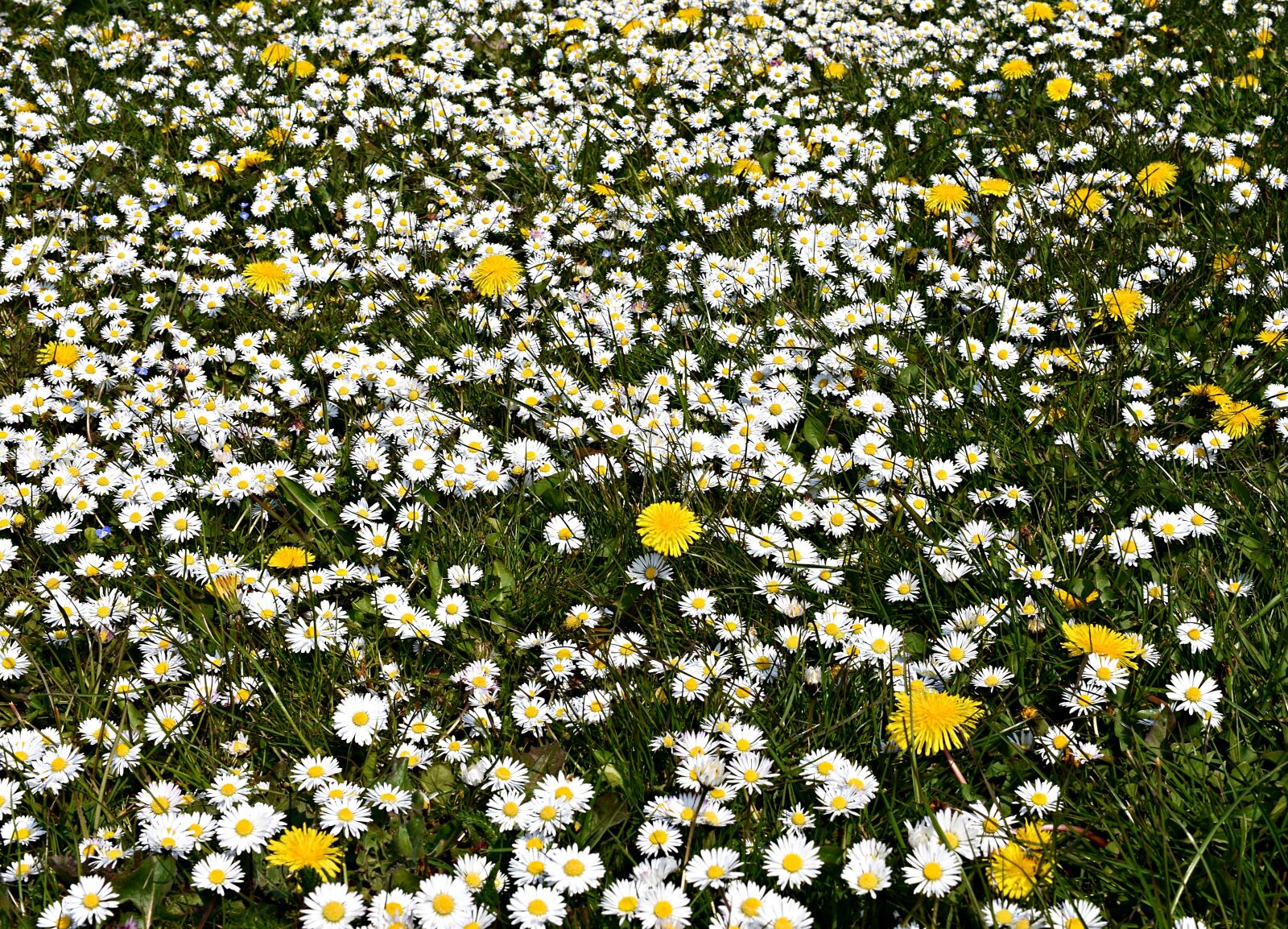 Nikon D3400 sample photo. Daisy, daisies, lawn photography