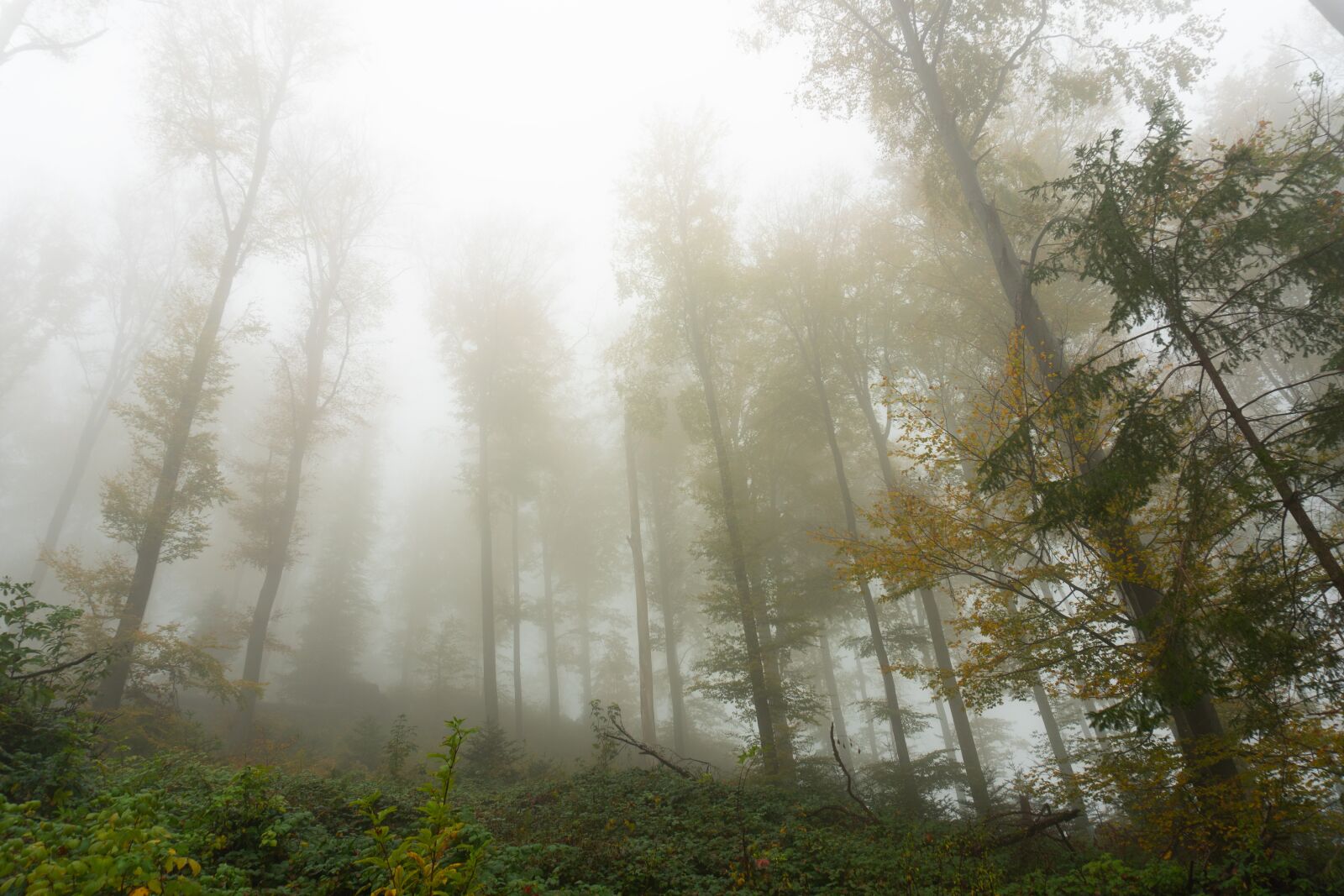Sony a6500 sample photo. Trees, fog, autumn photography