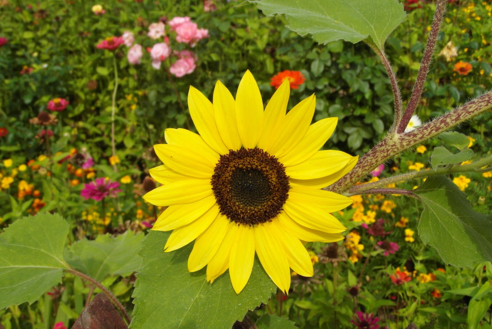 Samsung WB750 sample photo. Ornamental sunflower, yellow, flower photography