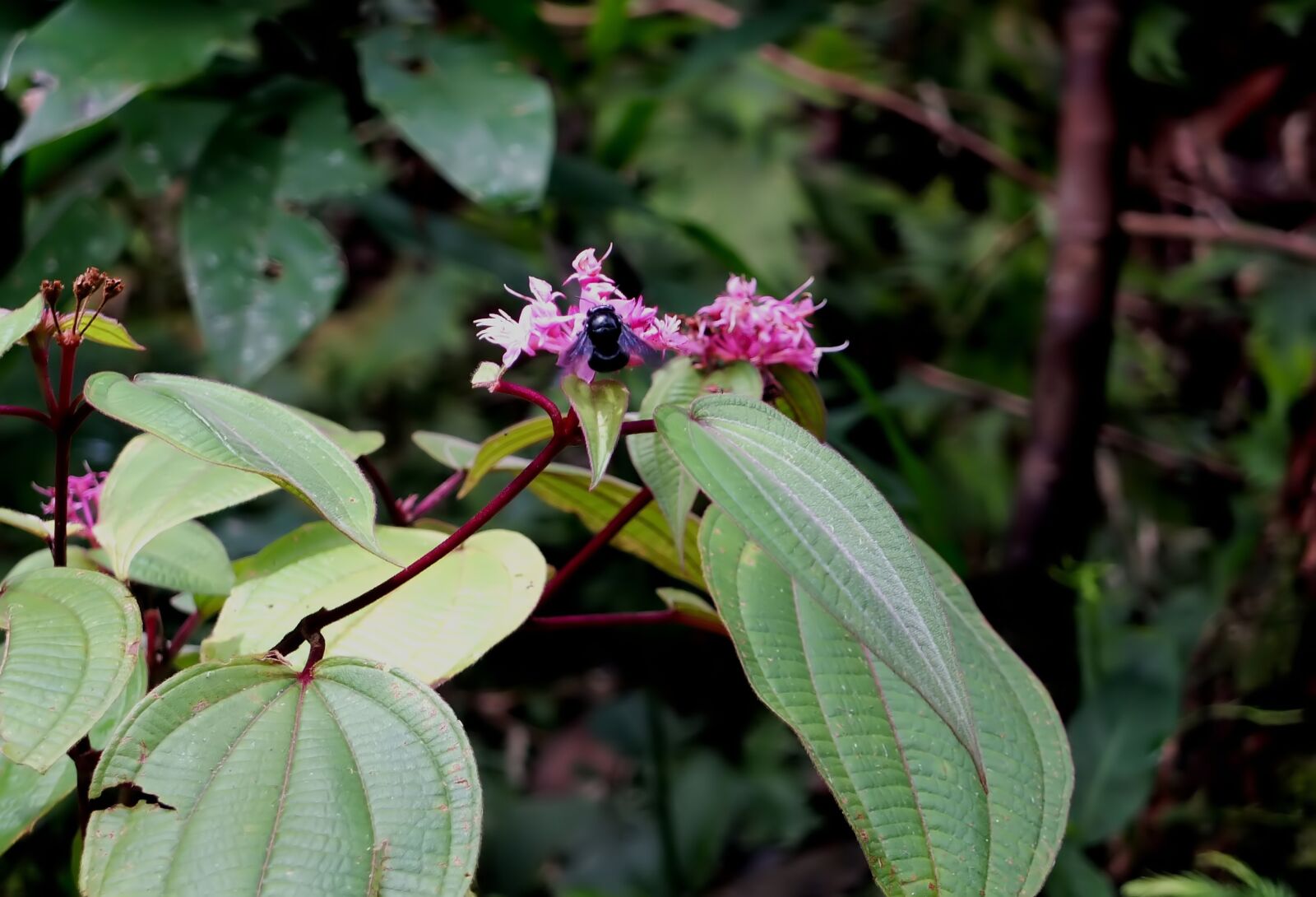 Fujifilm X10 sample photo. Plant, flower, bee photography