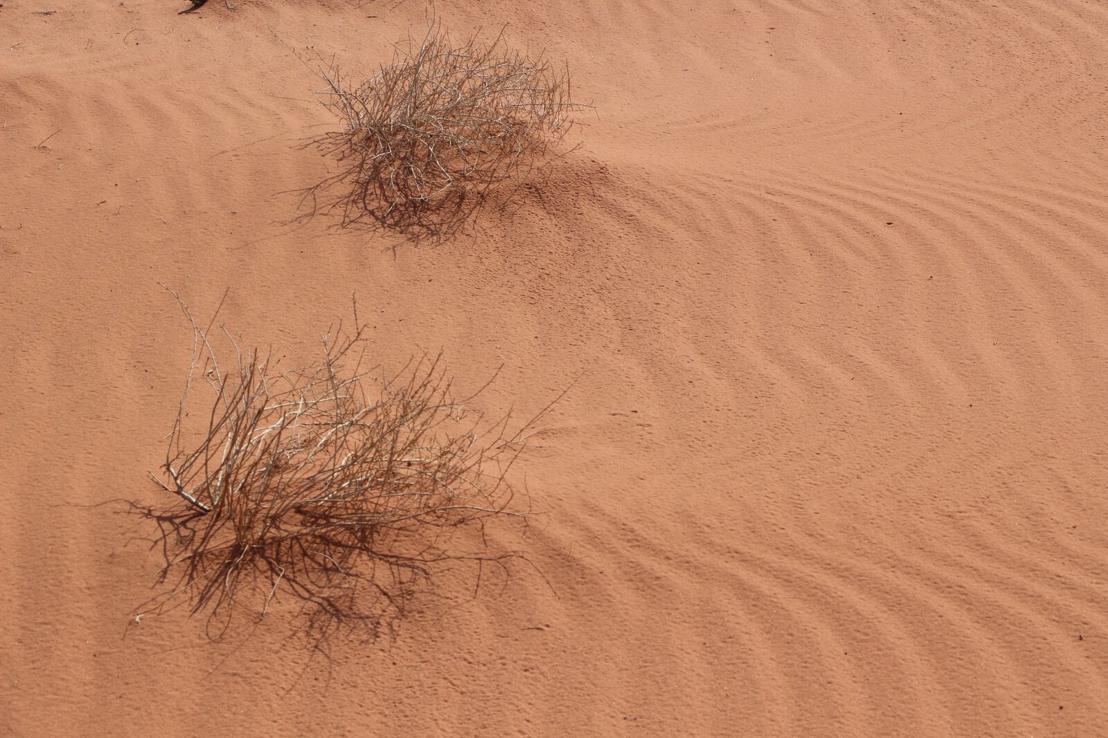 Canon EOS 100D (EOS Rebel SL1 / EOS Kiss X7) sample photo. Desert, sand, dry photography