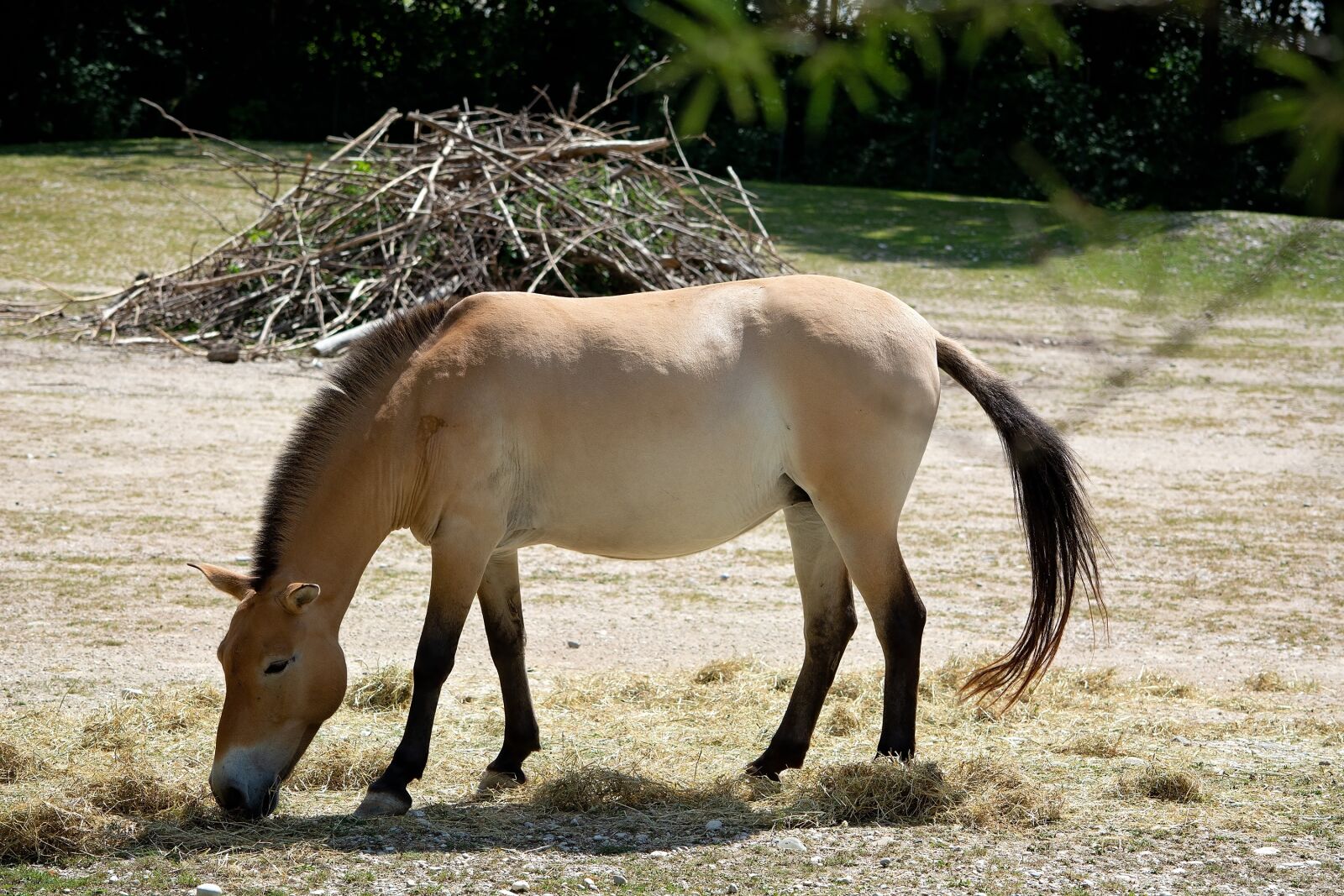 Nikon D7100 sample photo. Wild horse, horse, przewalski's photography