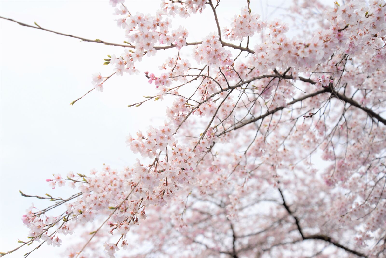 Nikon D610 sample photo. Japan, cherry blossoms, spring photography